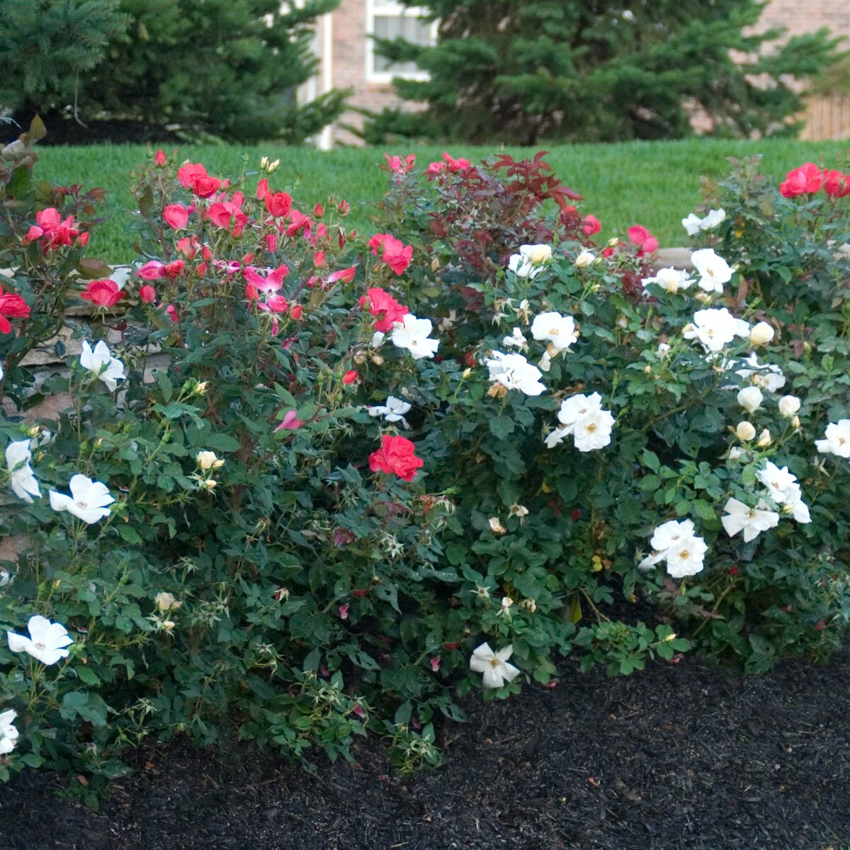 Spring Hill Nurseries 60738 roses - View #2