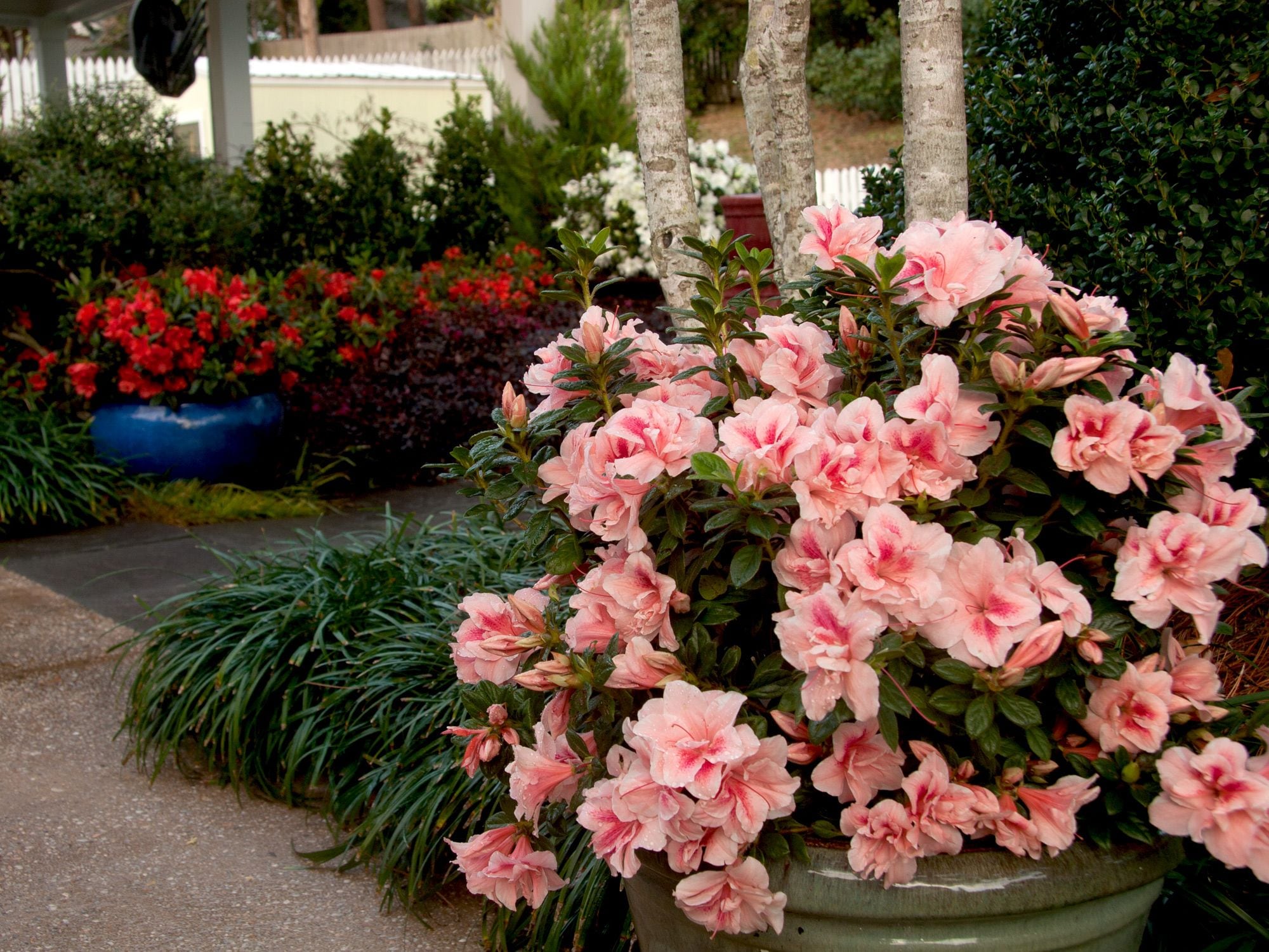 Encore Azalea 80641-1 shrubs - View #2