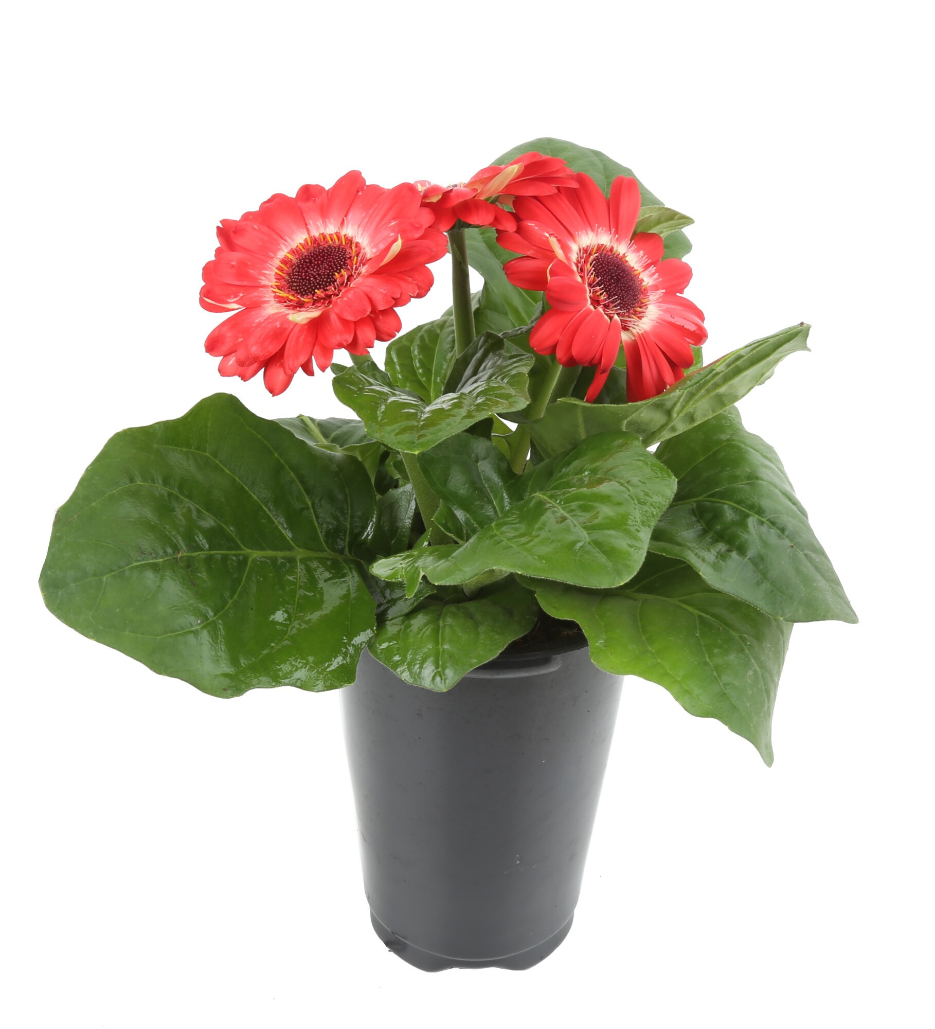 Costa Farms Red Gerbera Daisy in 4-in Pot 8-Pack in the Annuals department  at 