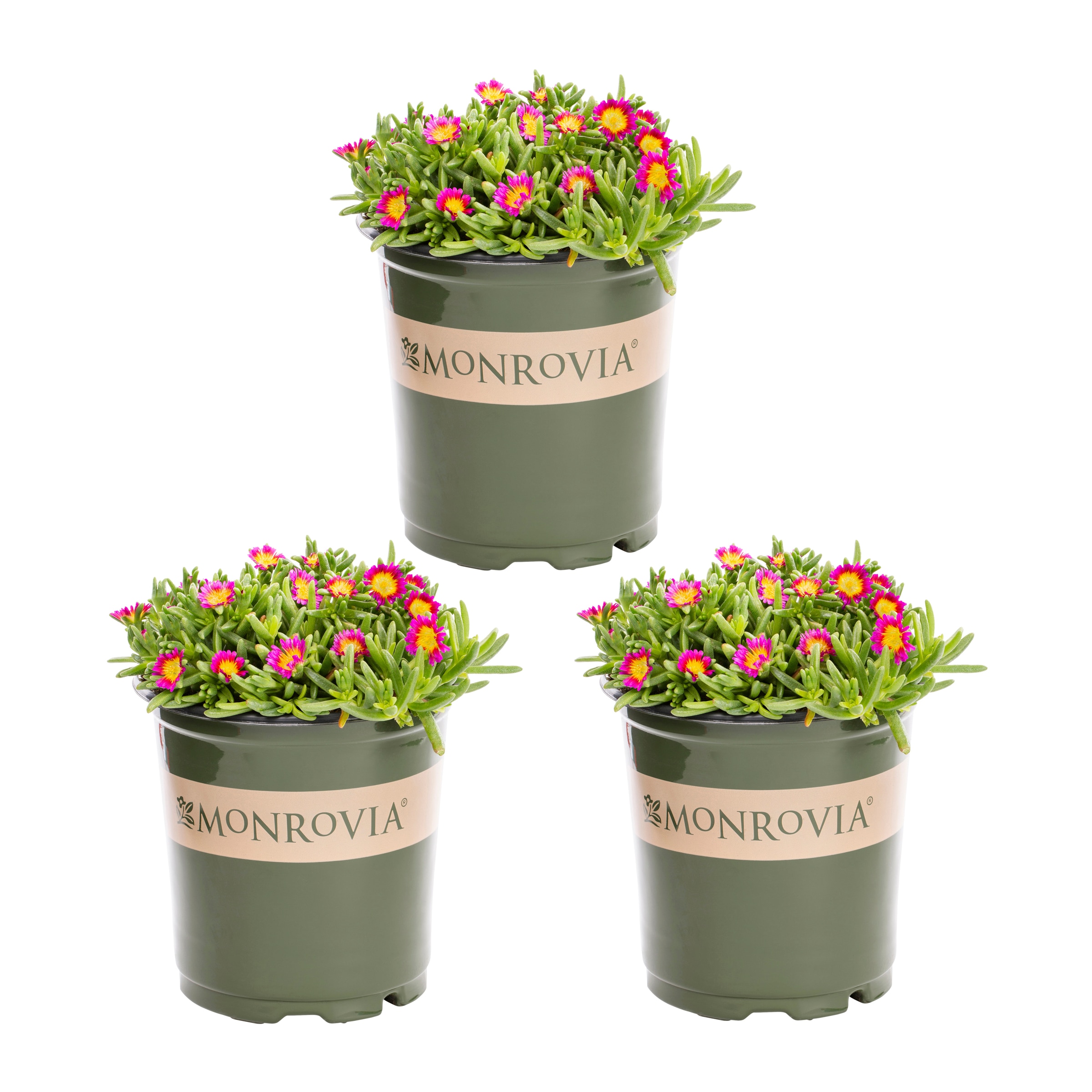 Monrovia 4980 Pink Ice Plant Plant in 2 -Quart Pot 3.0 -Pack