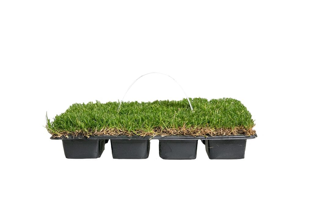 Bethel Farms Bermuda Plug Sod High Traffic Resistance, Bright Green ...