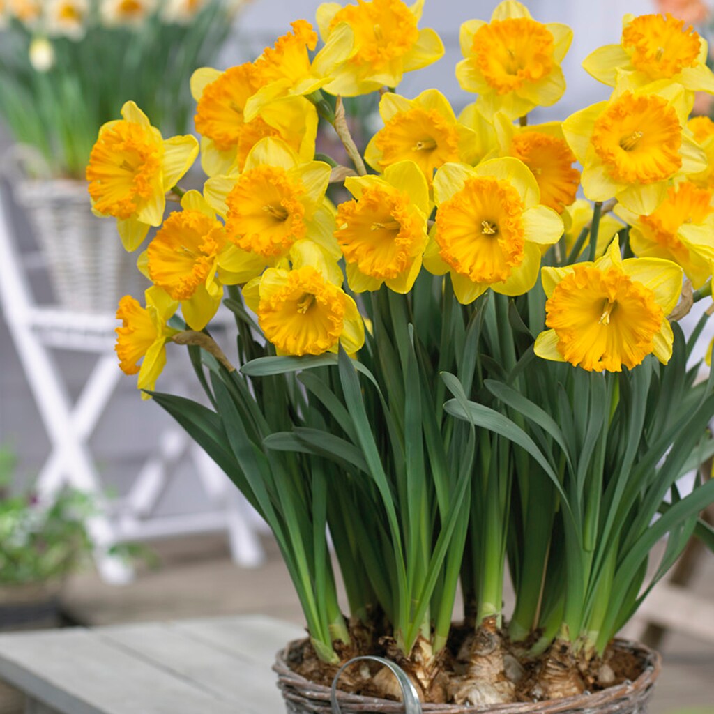 Breck's Yellow King Alfred Daffodil Bulbs Bagged 100-Pack in the Plant  Bulbs department at