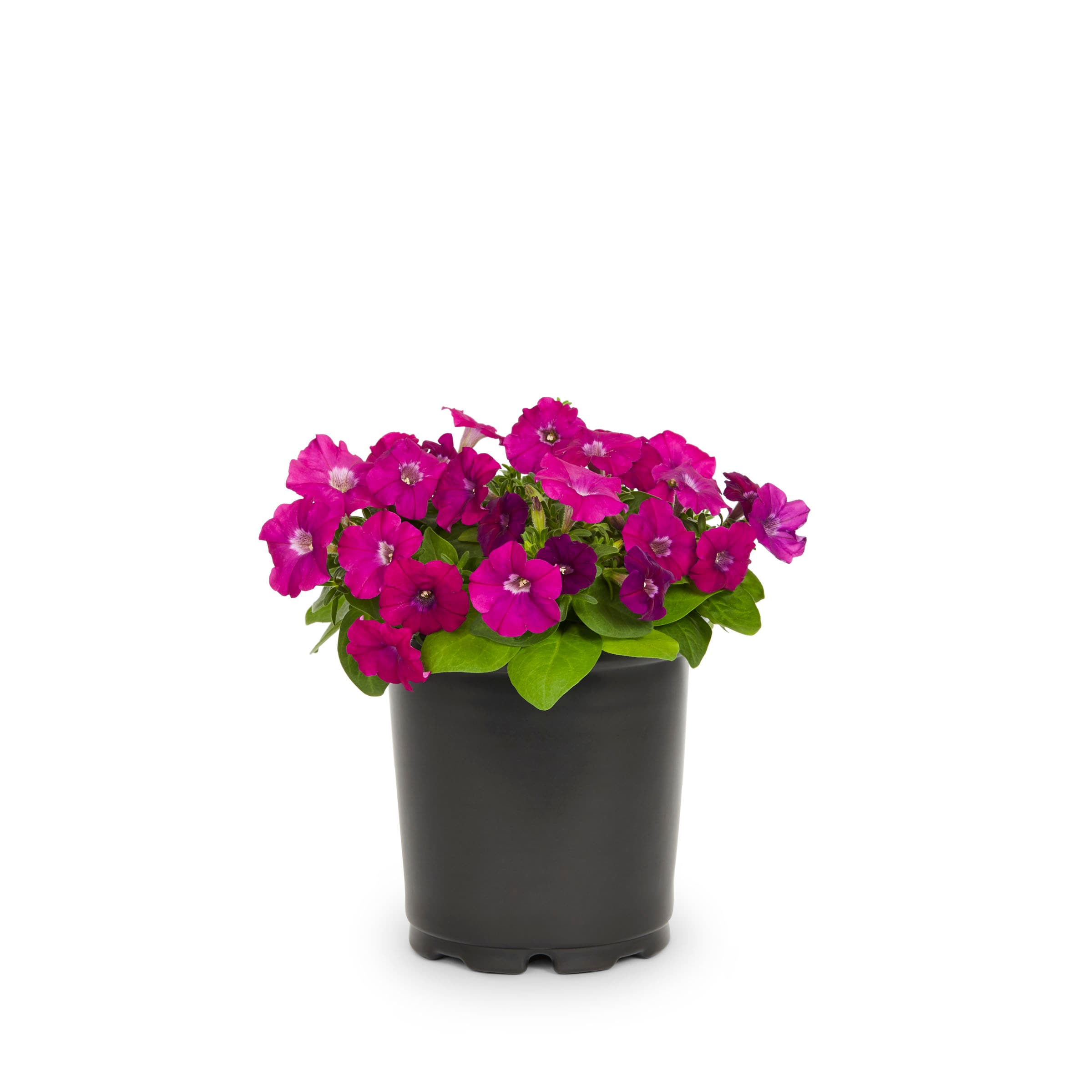  NURSERY annuals - View #13