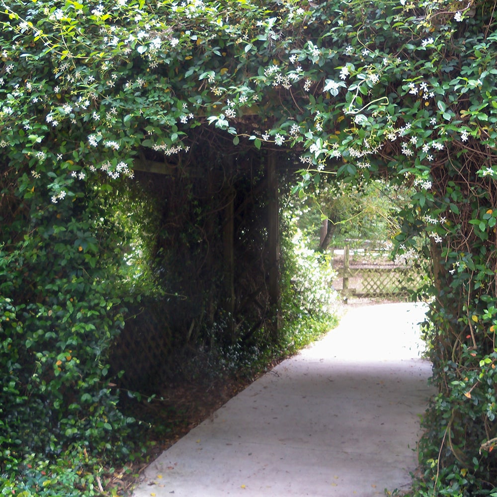 Flowerwood 52303FL-1 vines - View #5
