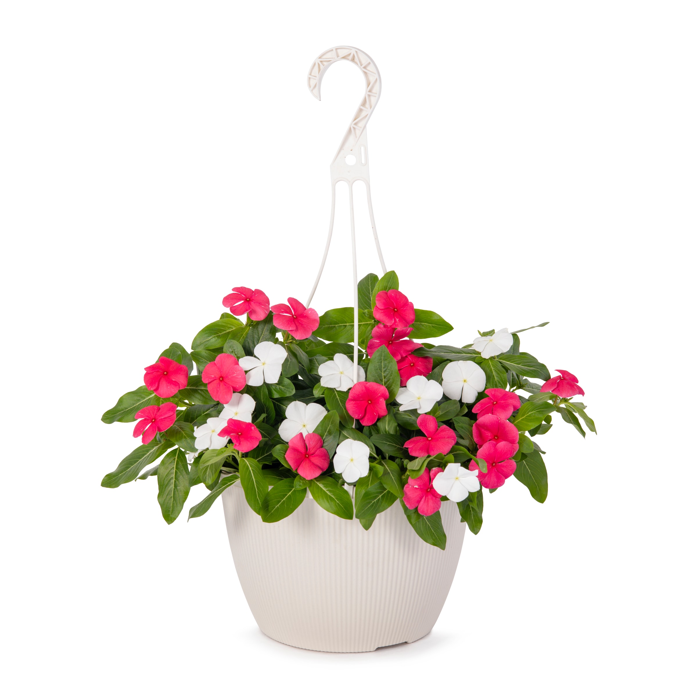 Lowe's NURSERY Multicolor Vinca in 2-Gallon Pot
