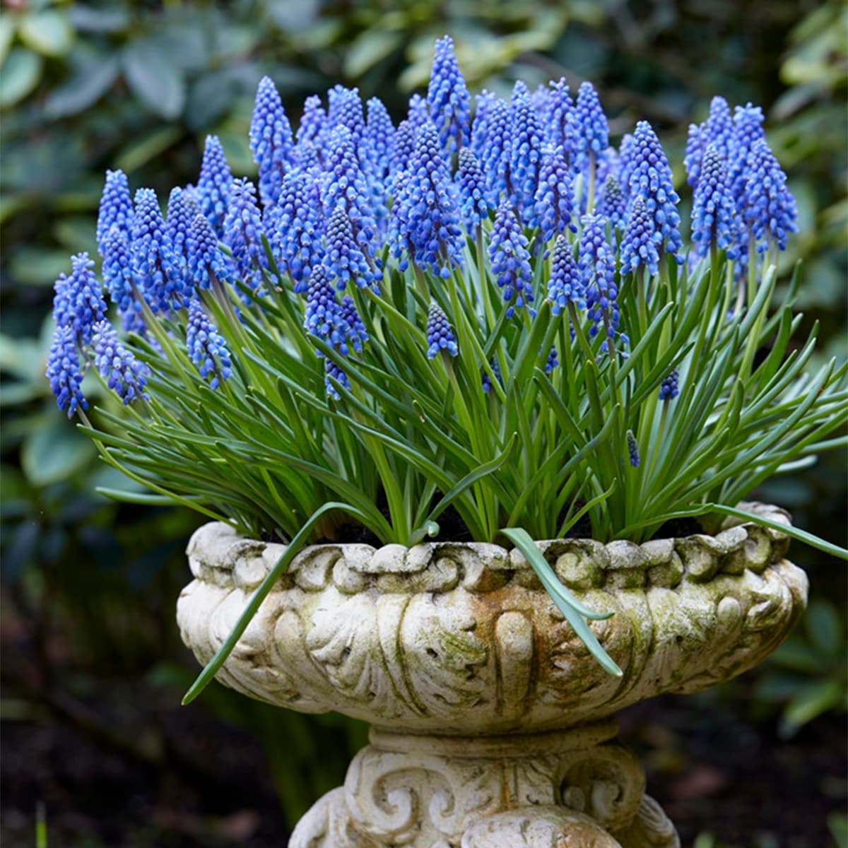 Van Zyverden 87072 Plant-Bulbs - View #3