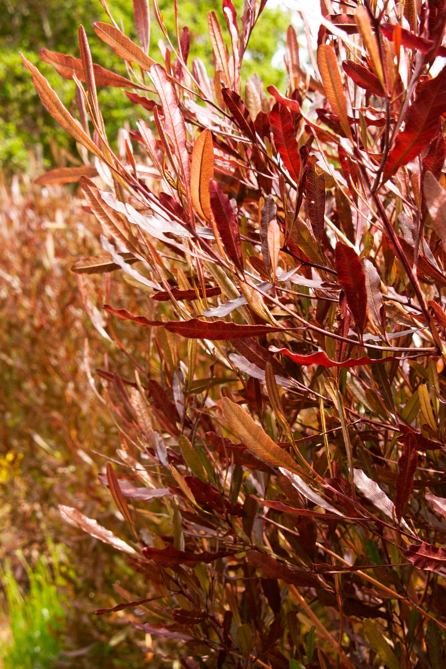 Monrovia 031655 shrubs - View #2