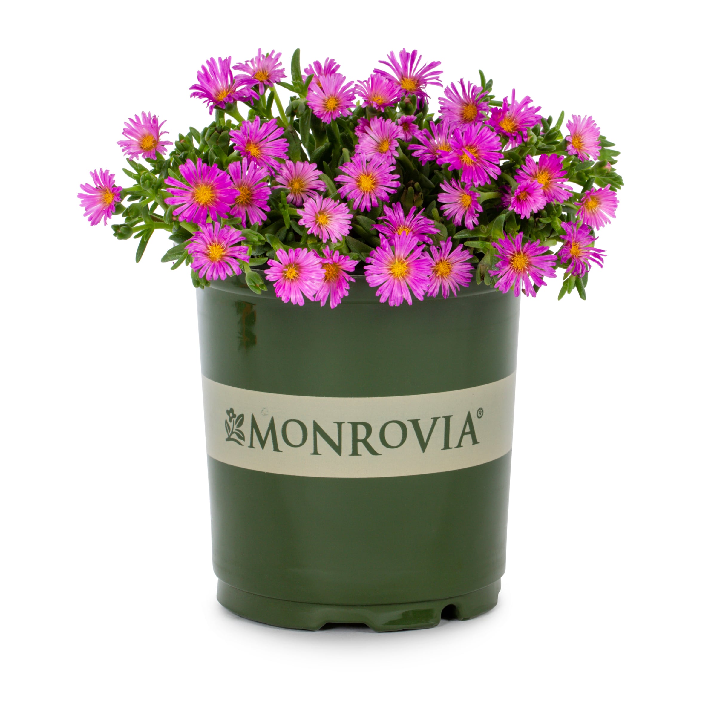 Monrovia 78640 perennials - View #5