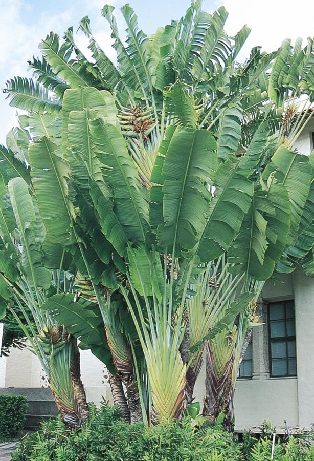 Ravenala madagascariensis leaves, The Traveller's Tree - ho…