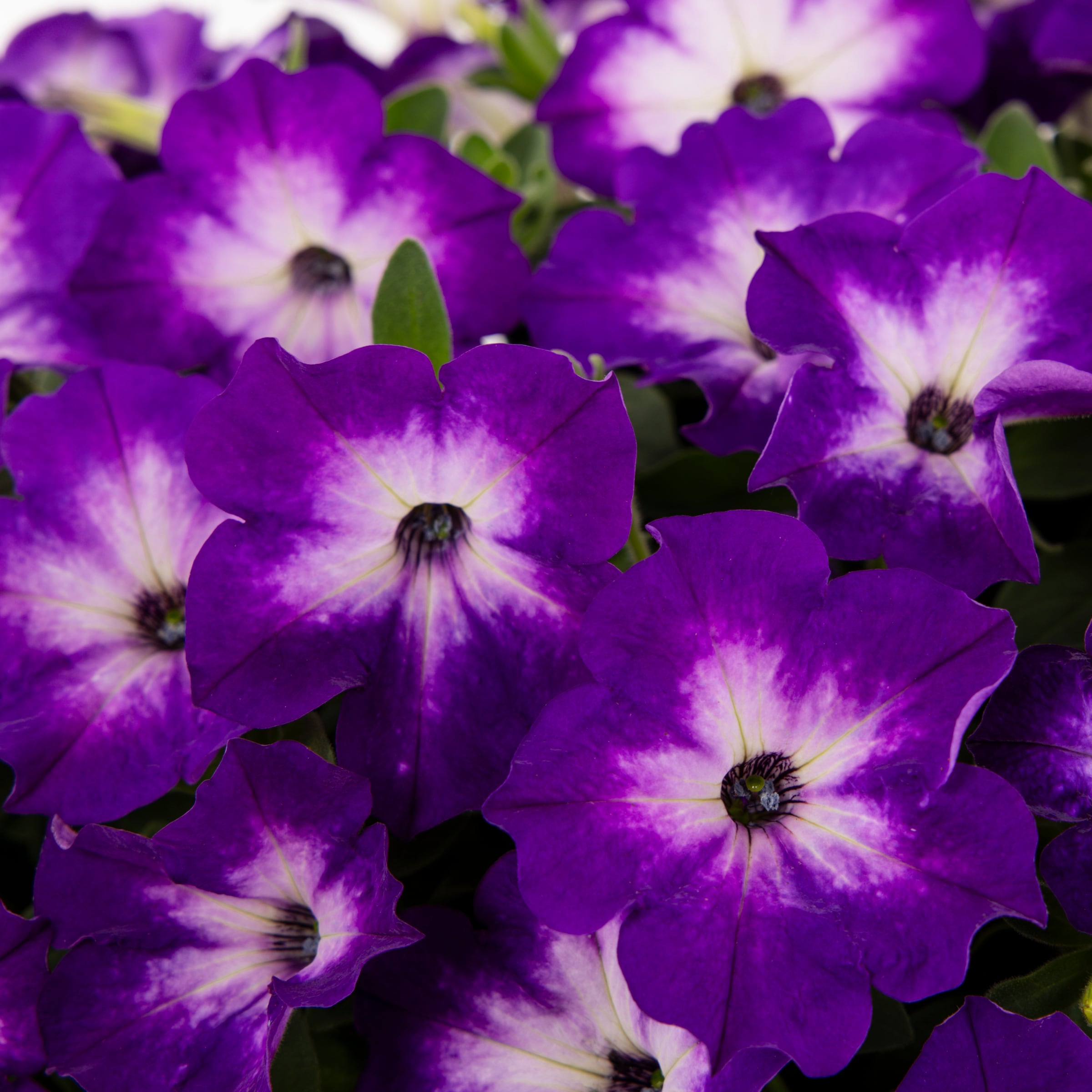 Lowe's 212713 annuals - View #3