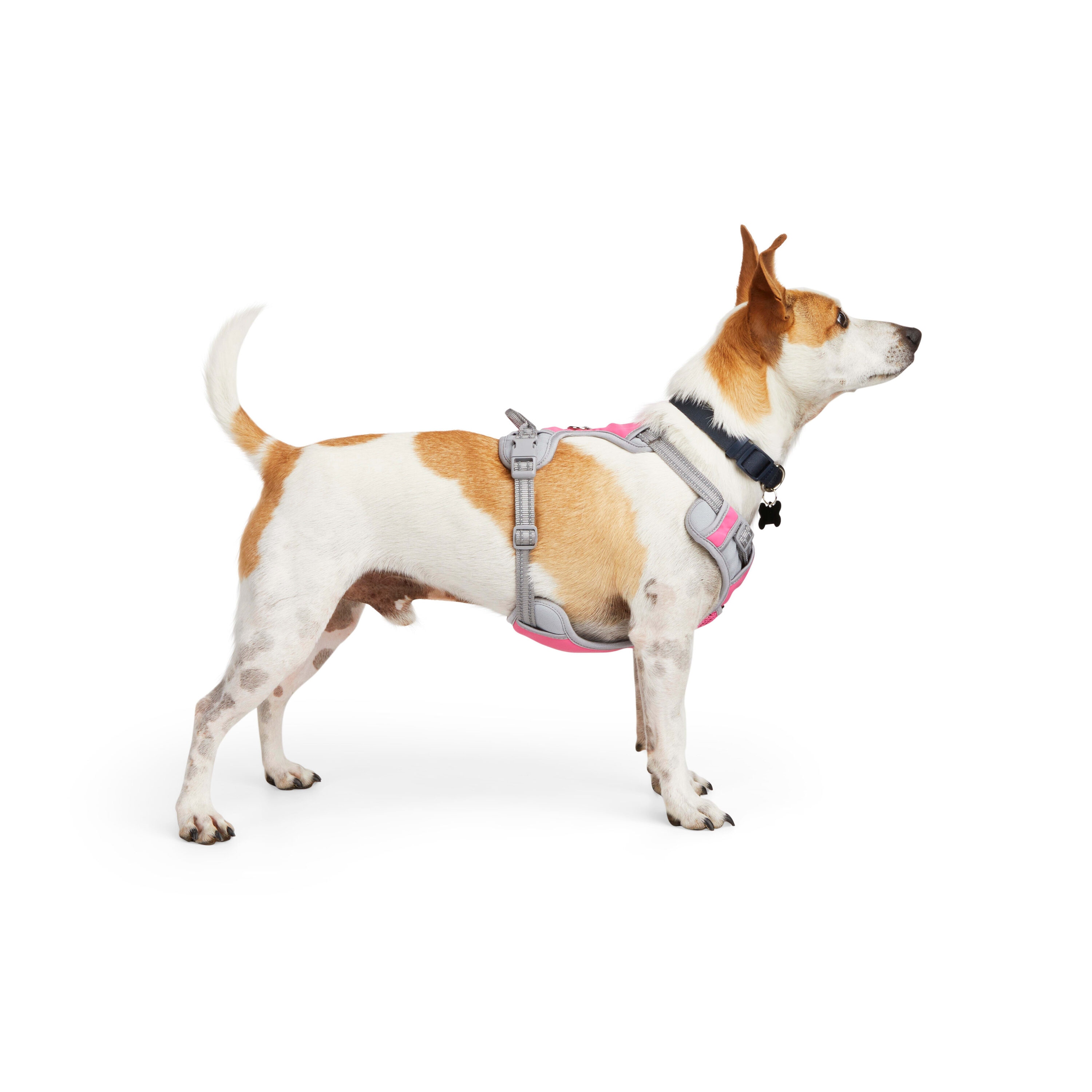 EveryYay 3380150 Dog-Collars-Harnesses - View #2