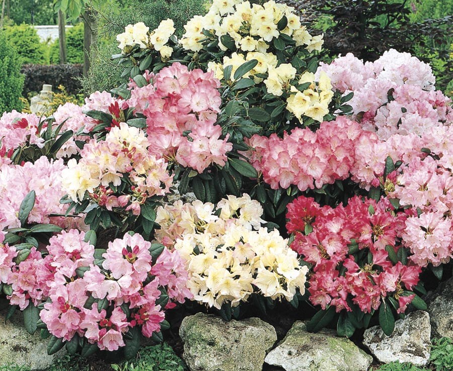  NURSERY Mixed Rhododendron Flowering Shrub In Pot (With Soil)