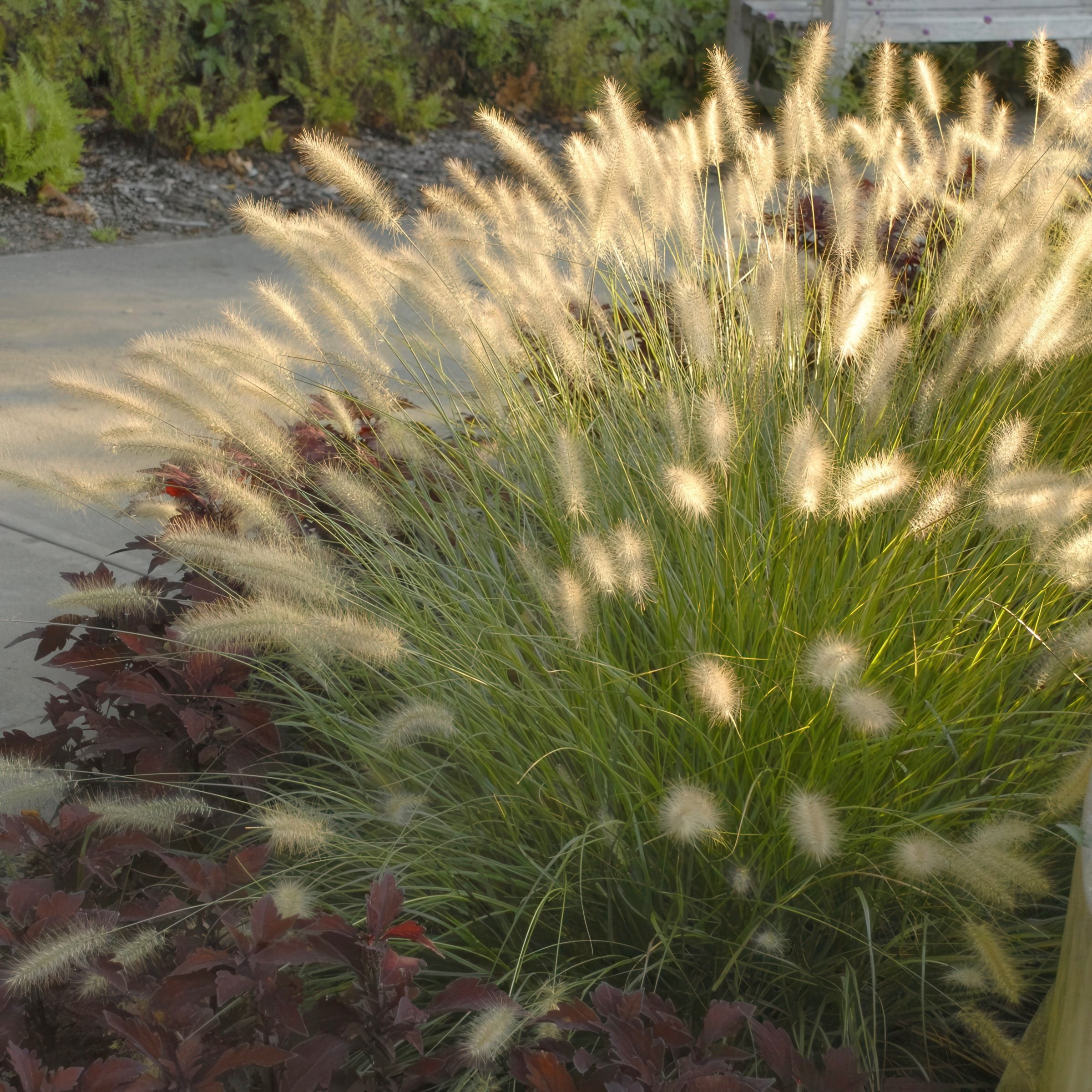 National Plant Network LW2195 Dwarf Fountain Grass Hamelin Plant in 4 -in Pot 3 -Pack