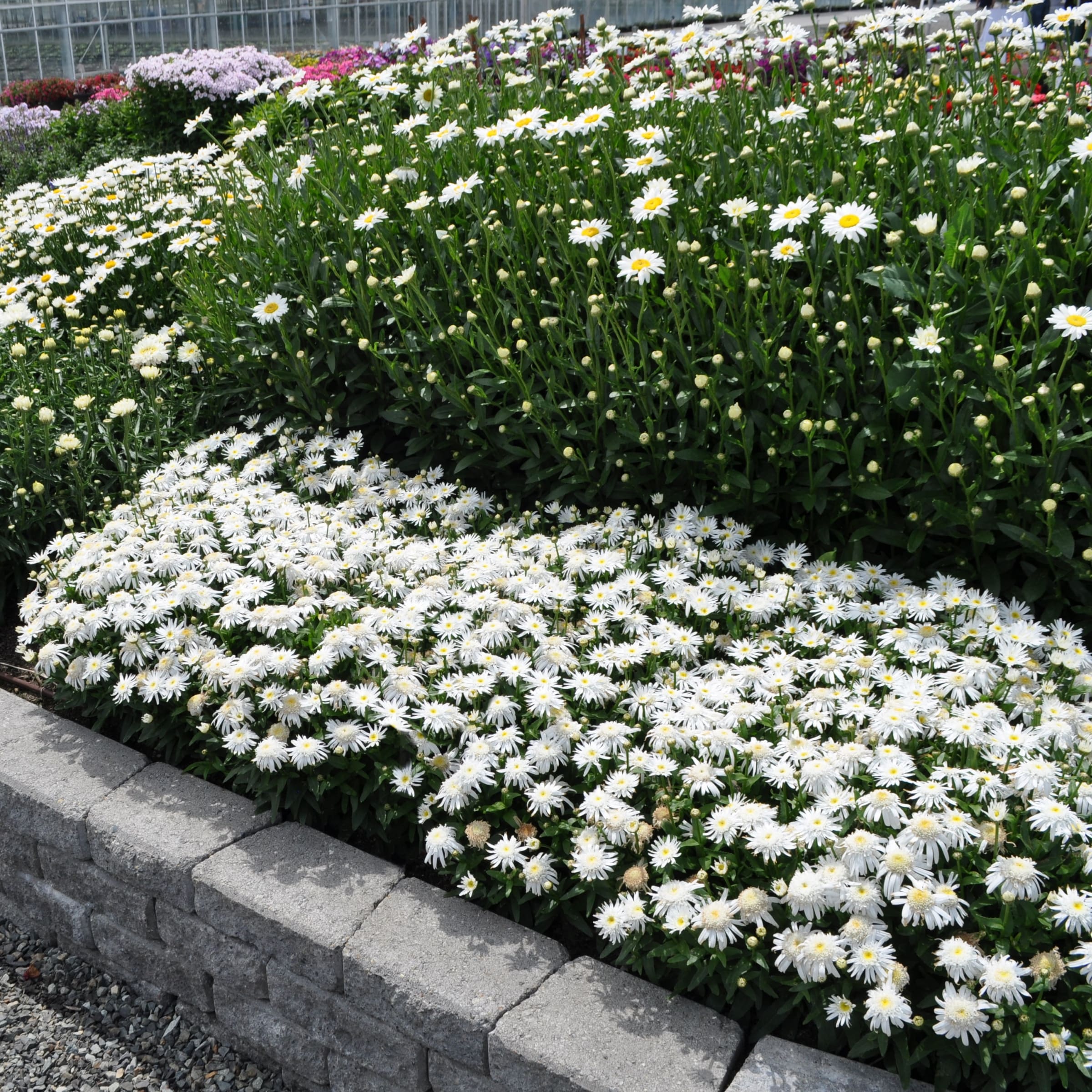 National Plant Network LW1578 perennials - View #6