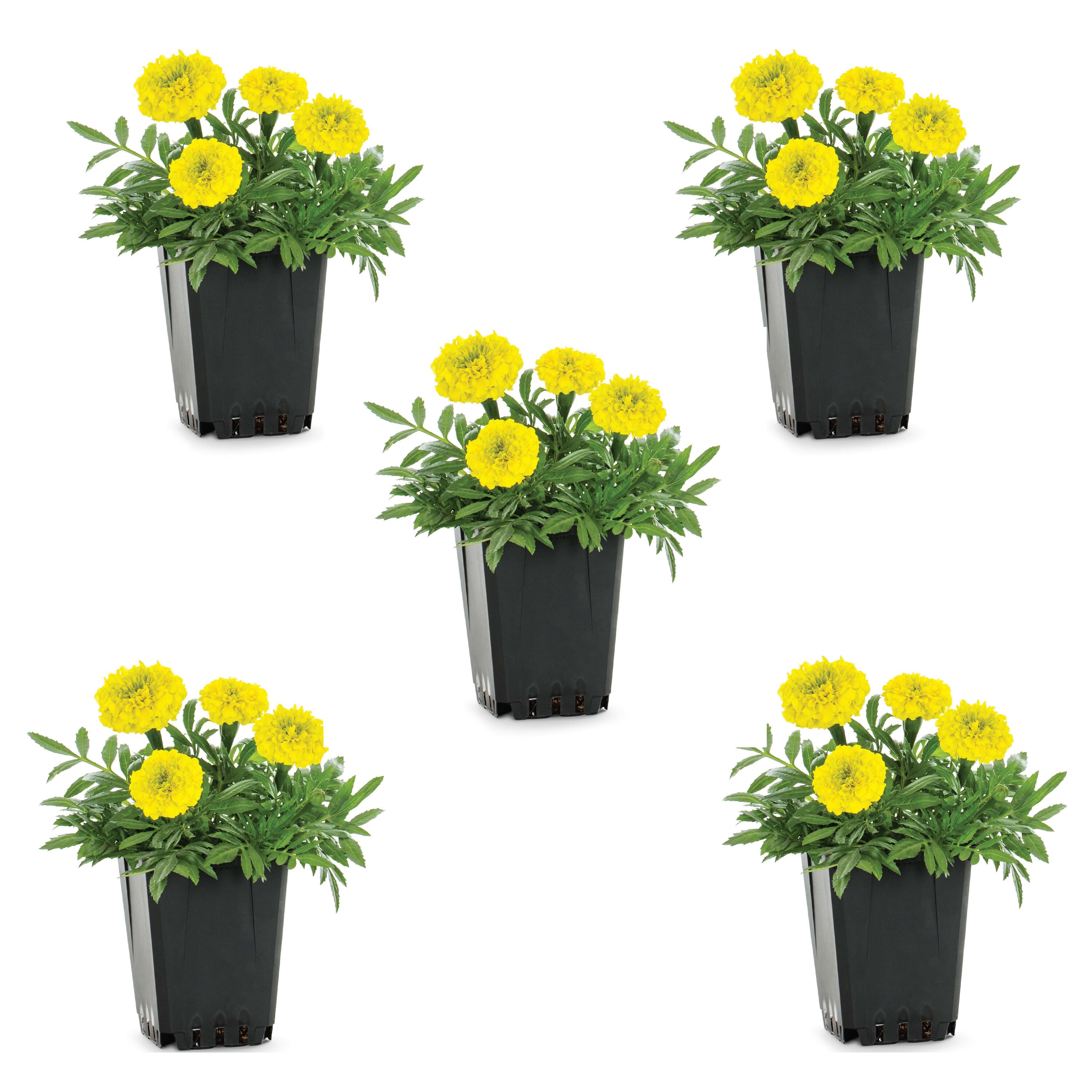 Metrolina Greenhouses 78904 Yellow Marigold in 1 Quart(s) Pot 5 -Pack