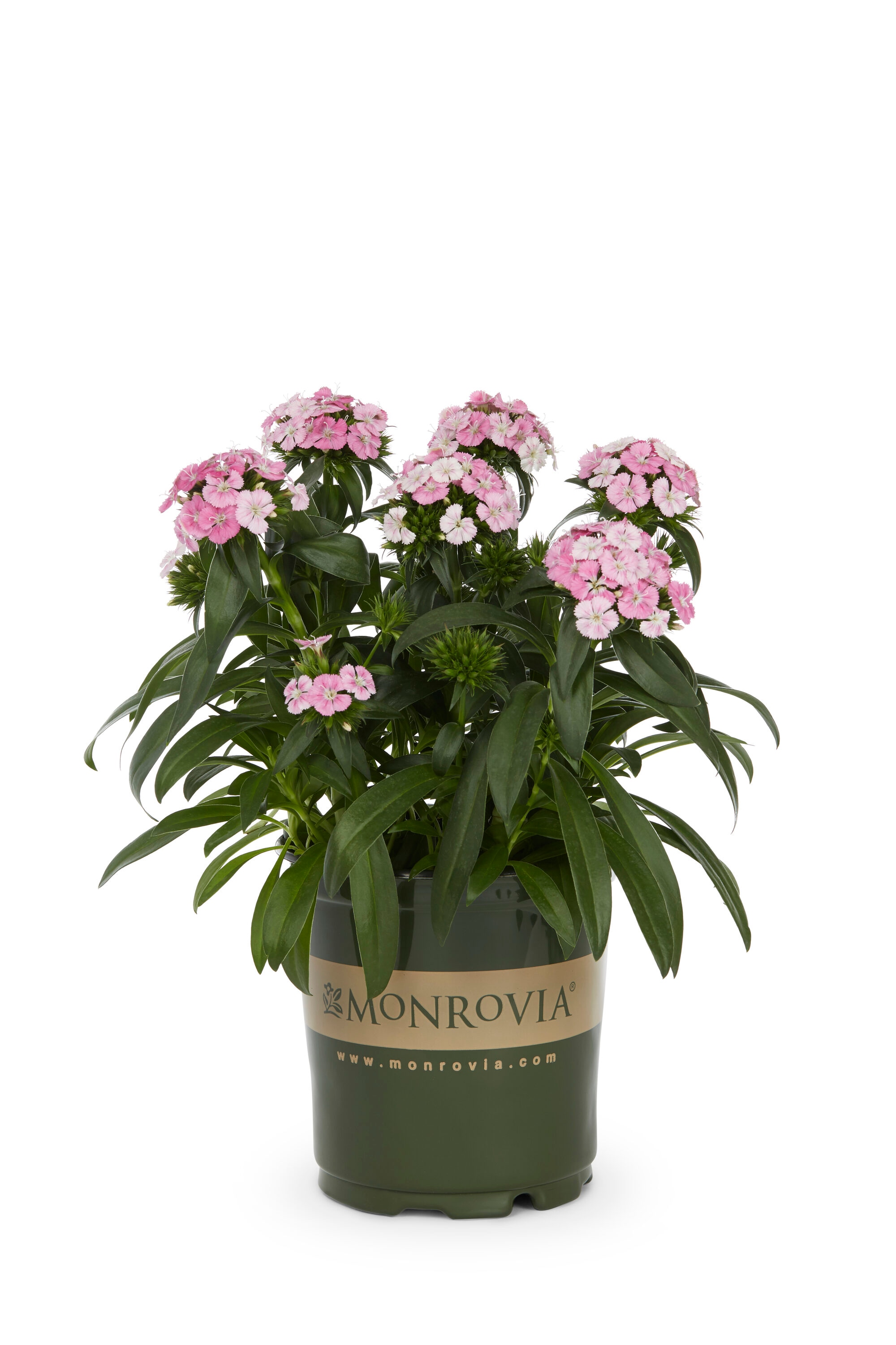 Monrovia 79157 annuals - View #5