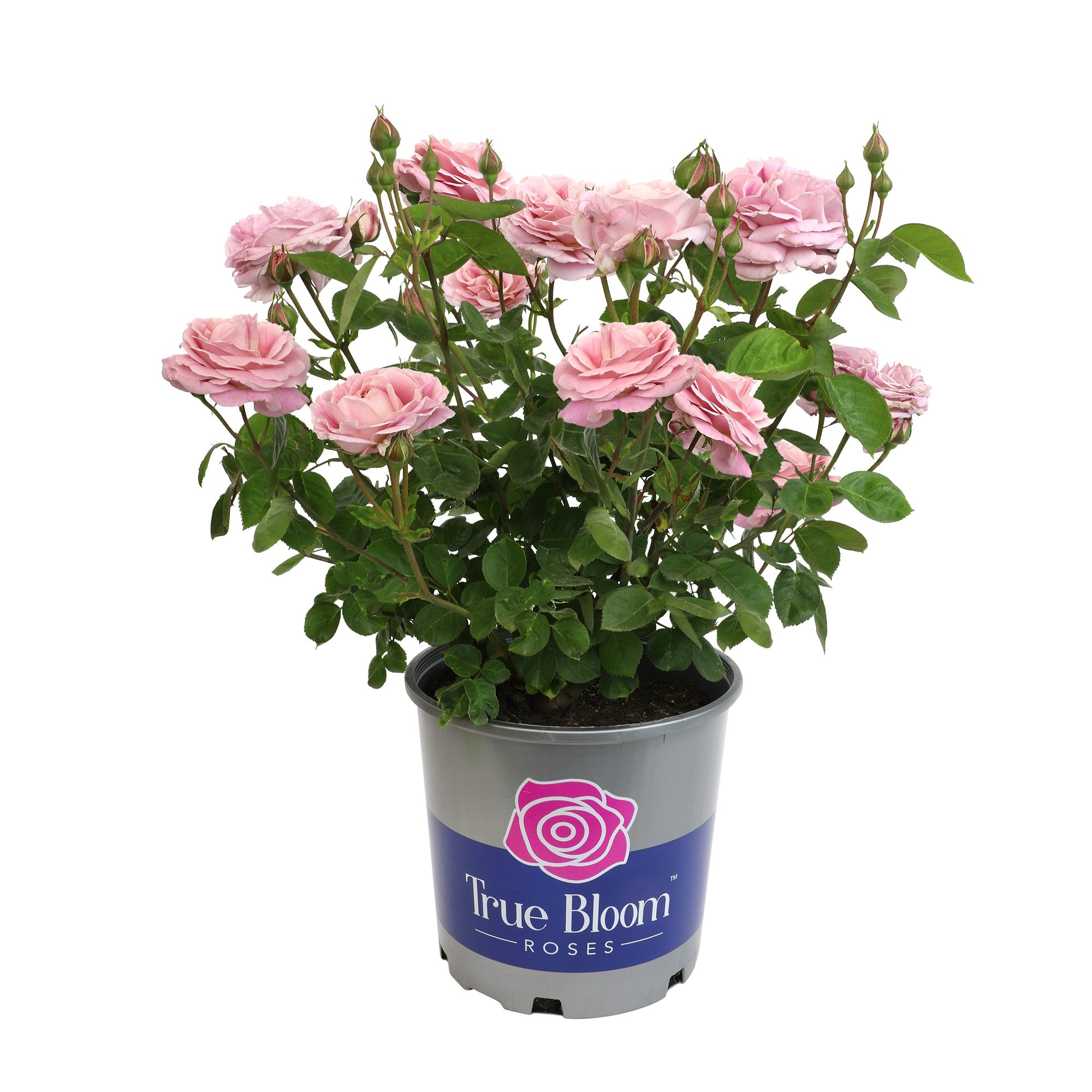 Altman Plants 0881518 Pink True Bloom True Perfume Rose 8 -Quart 1 -Pack in Pot