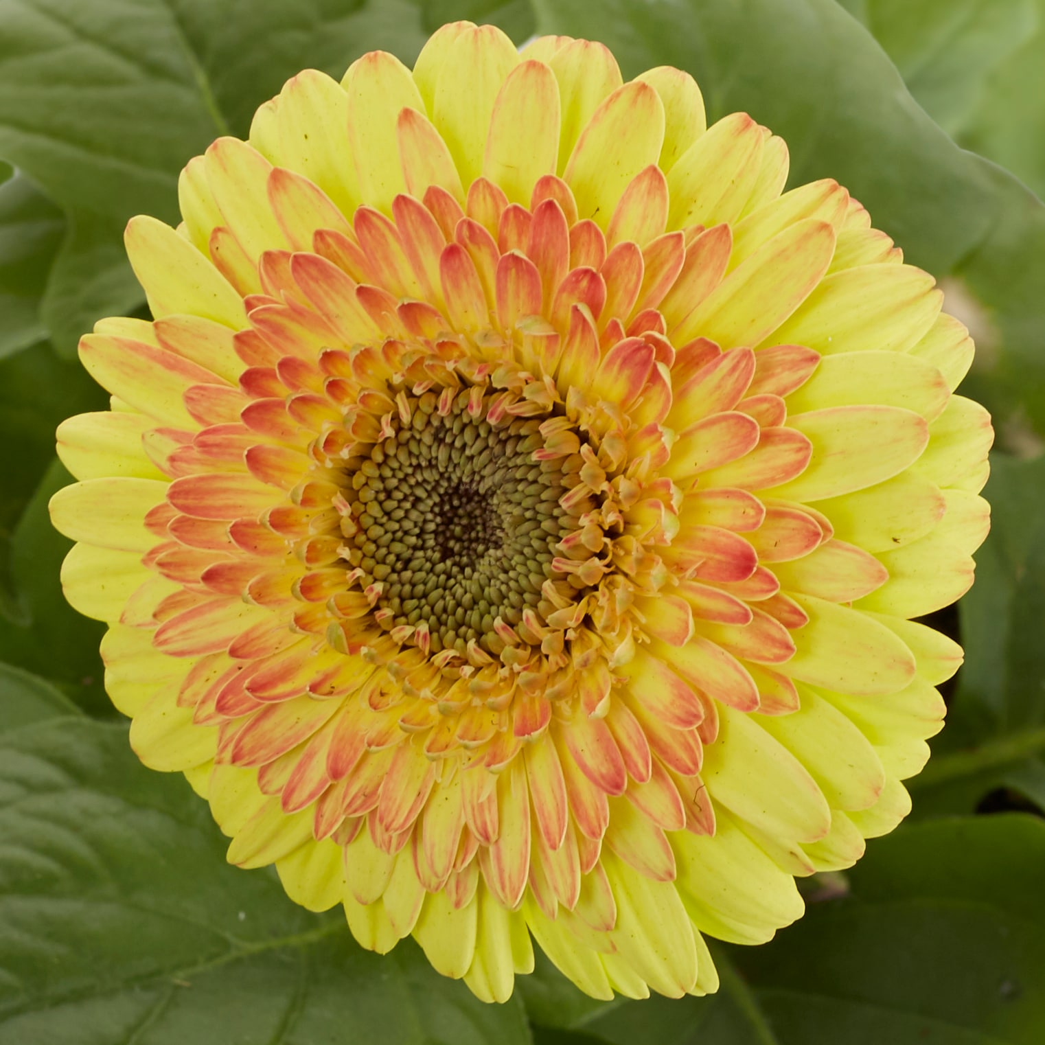 Lowe's 133012 annuals - View #2