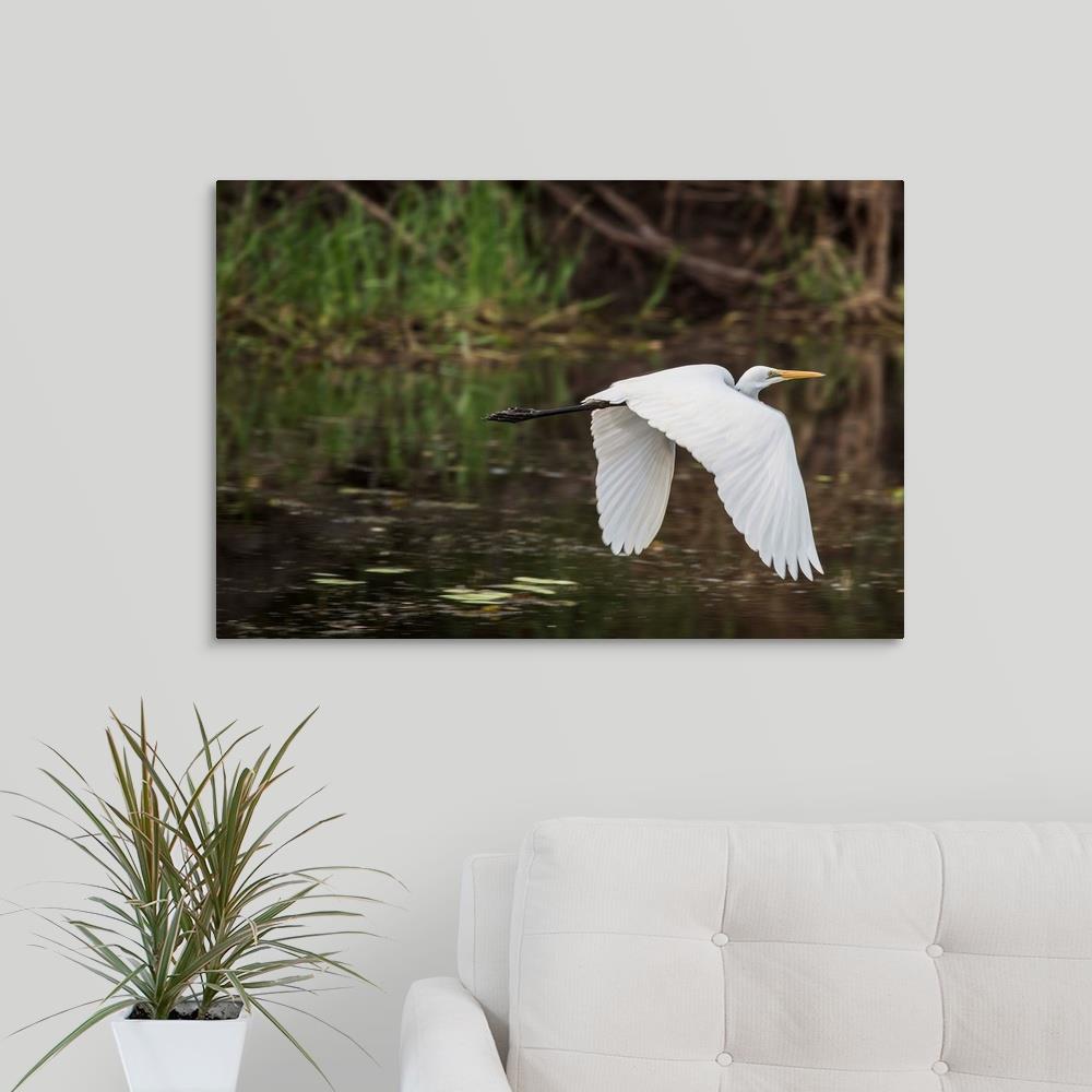 GreatBigCanvas Great White Egret by Margaret M 20-in H x 30-in W ...