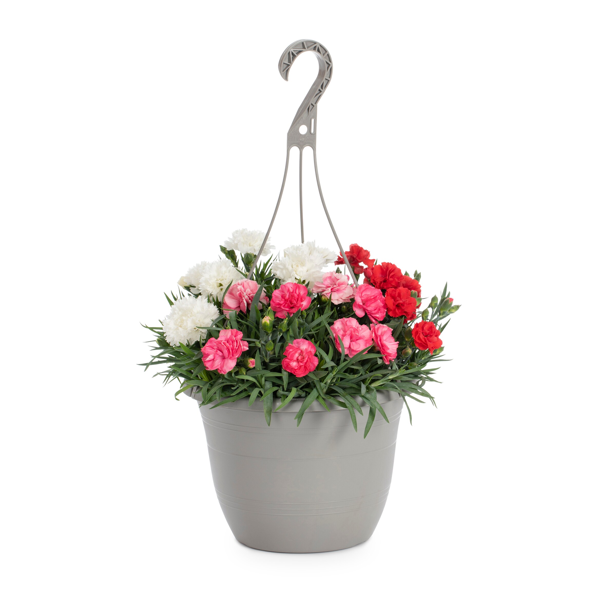 Lowe's 5751722 annuals - View #3