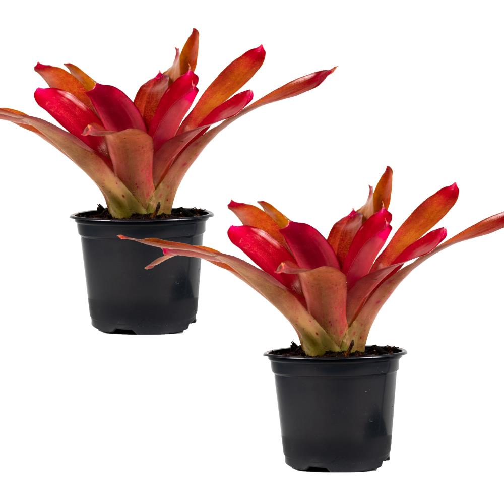 TropicalPlants.com GRFBRREDP2PK08 8-in 2-Pack Mixed Bromeliad in Plastic Pot