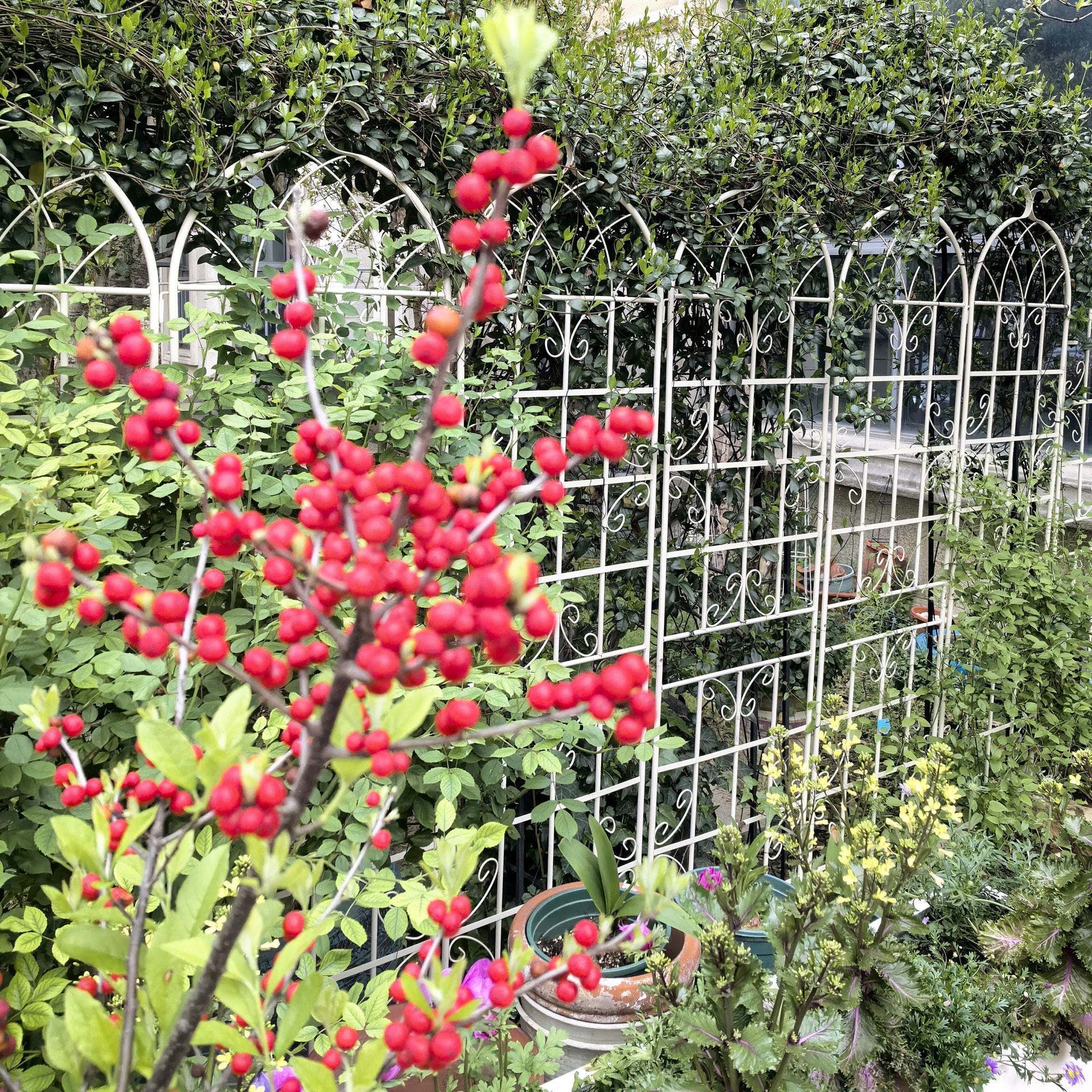 Tatayosi T6P268035 Garden-Utility-Fencing - View #8