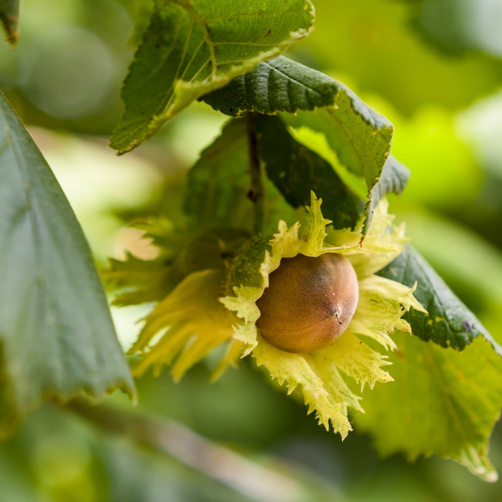 Brighter Blooms 11998 Hazelnut Plant in Pot