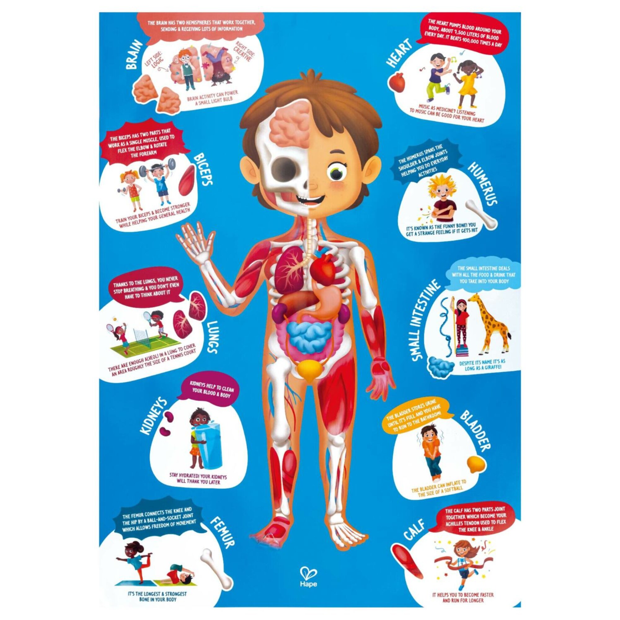 Hape G6943478035553 puzzles - View #5