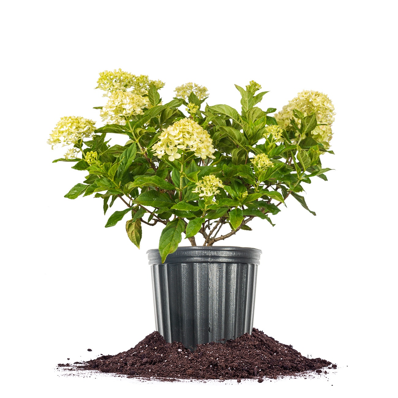 Perfect Plants LOLIMEHYDRANGEA3G Limelight Hydrangea Flowering Shrub in 1 -Gallon Pot with Multicolor Blooms