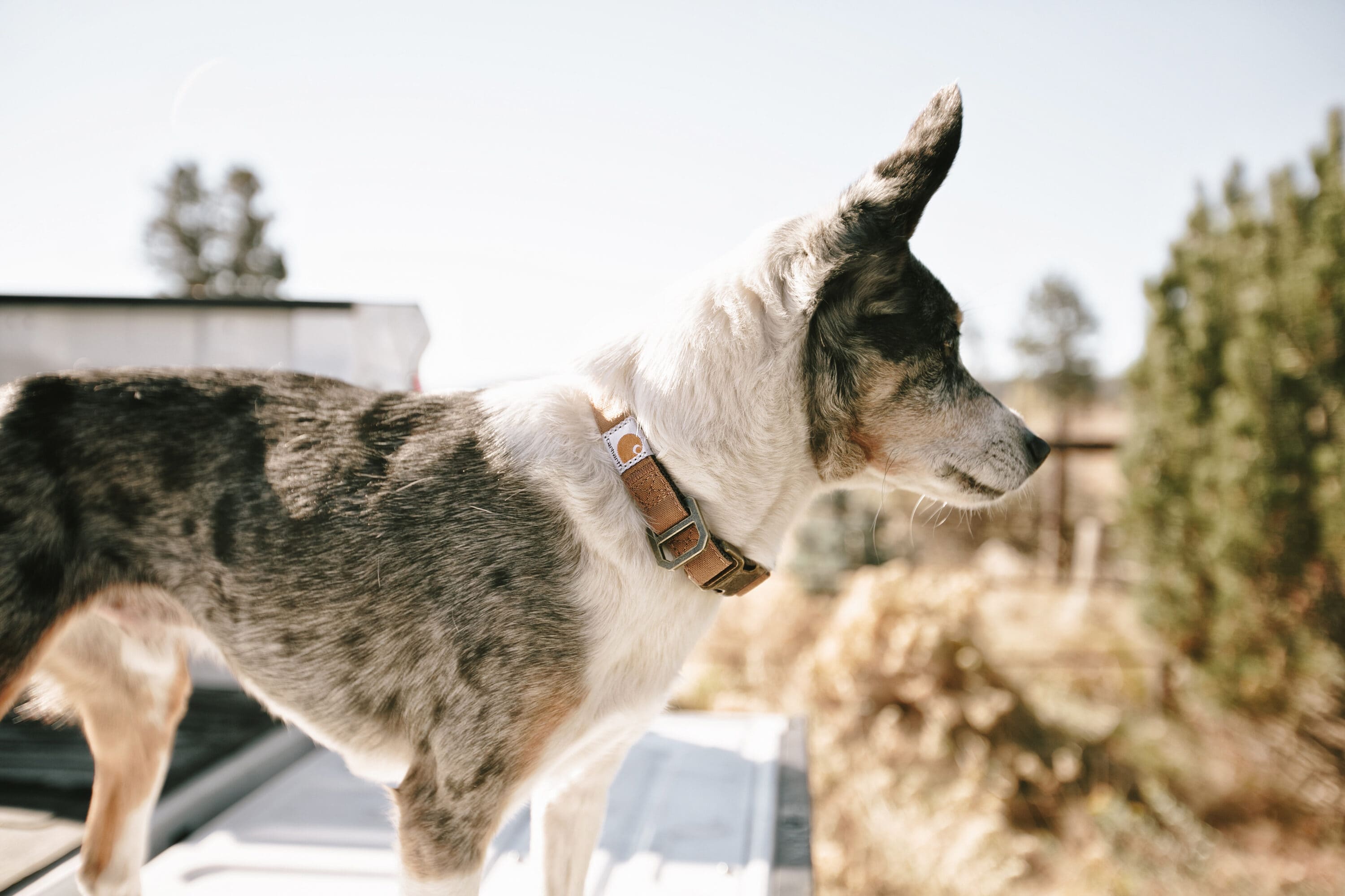 Carhartt P000034440103 Dog-Collars-Harnesses - View #4
