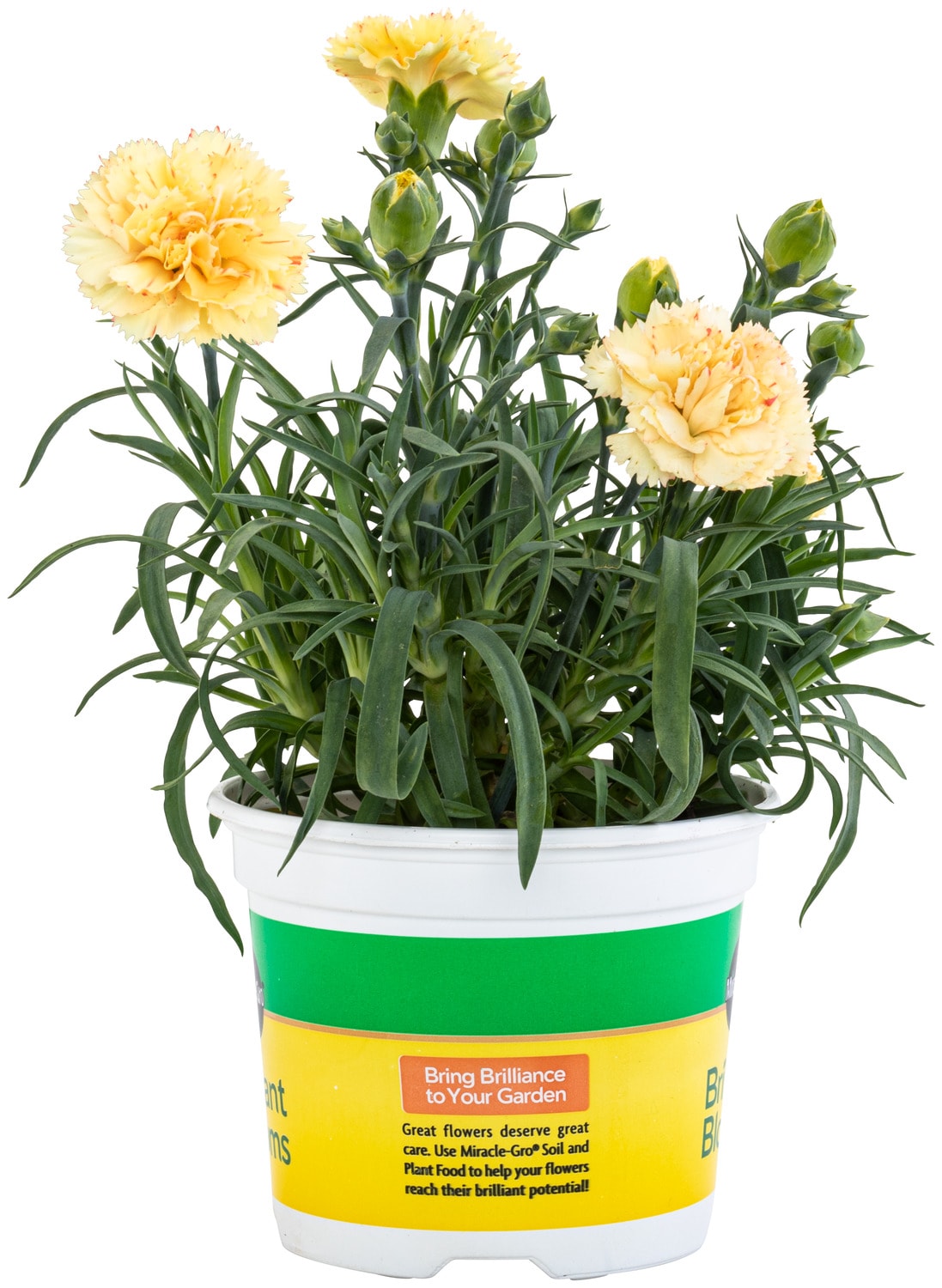 Miracle-Gro 201307 annuals - View #2
