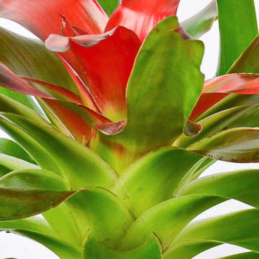 House Plant Shop 6-BROMELIAD-MEDUSA hseplants - View #4