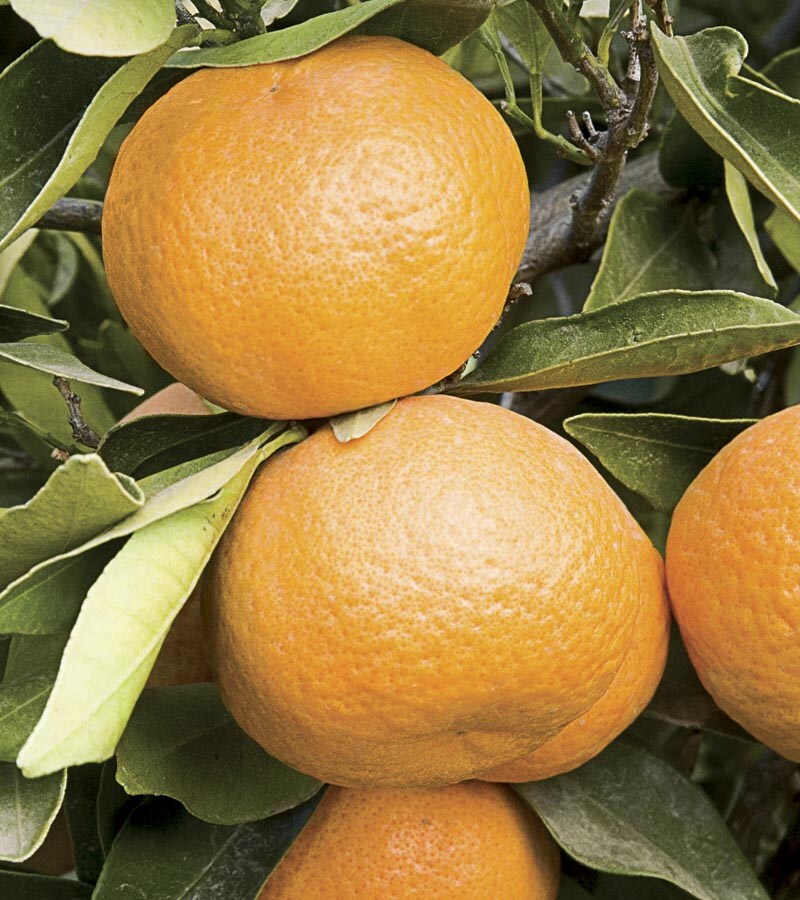  16854 Dwarf Mandarin Tree
