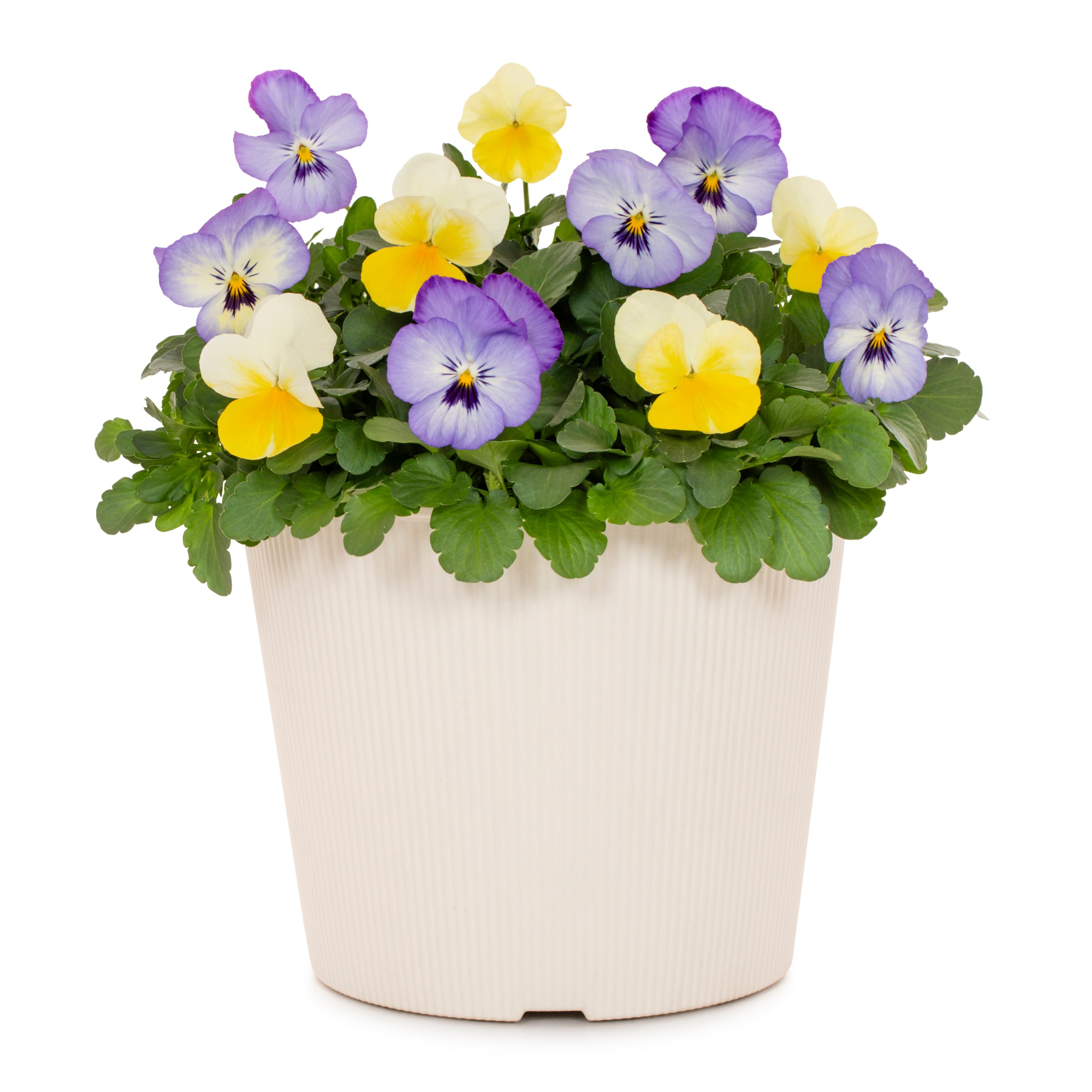 Lowe's NURSERY Multicolor Viola in 3 Inch(es) Pot 1 -Pack