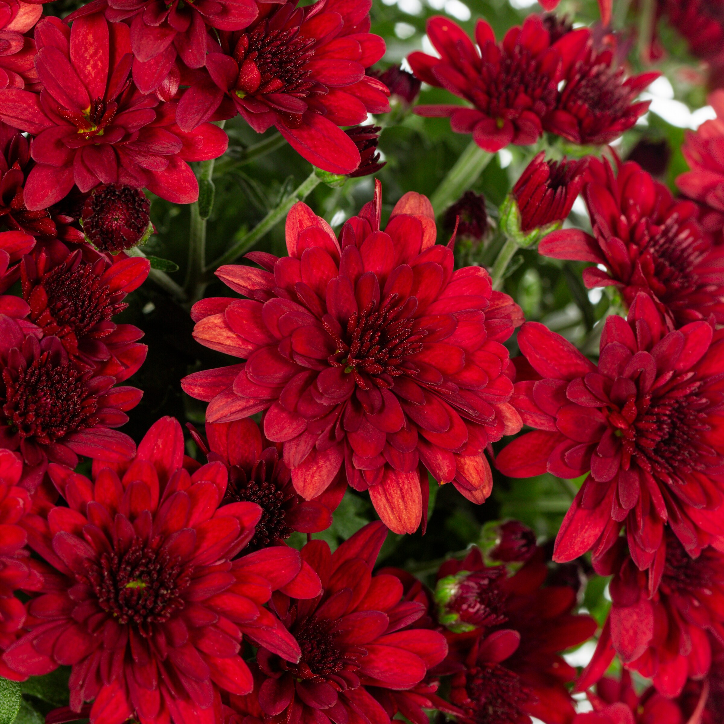 Lowe's NURSERY annuals - View #2