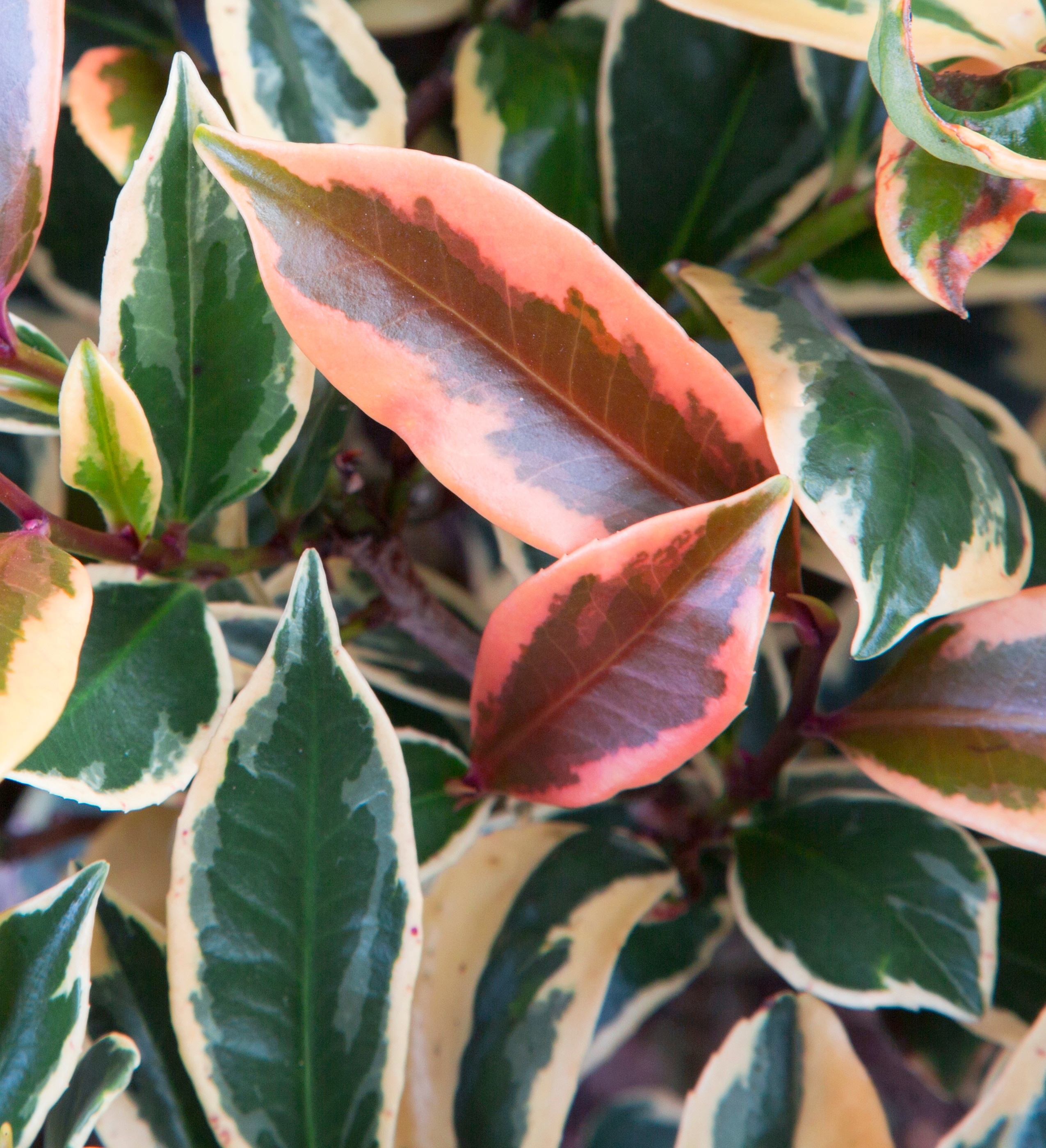 Southern Living Plant Collection 55052-1 shrubs - View #8