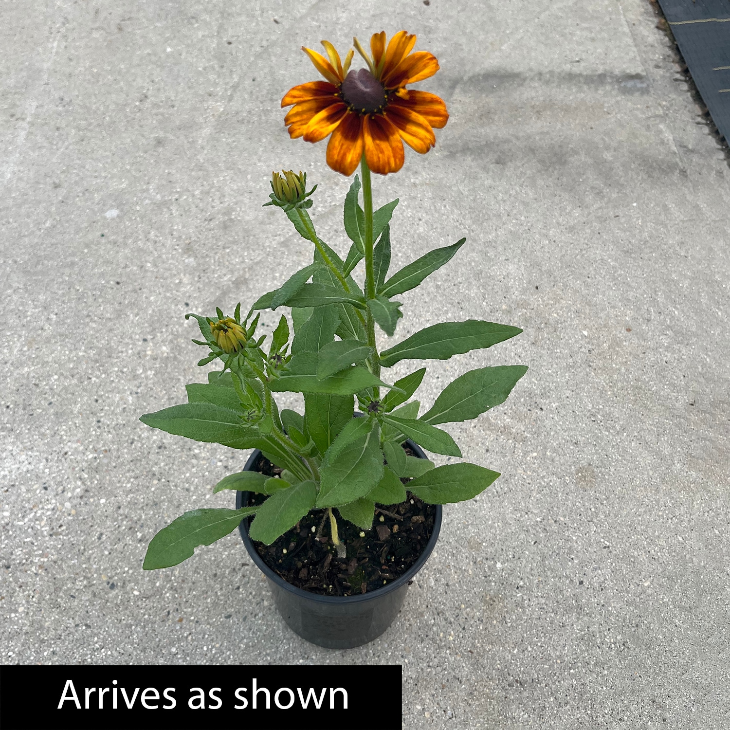 Spring Hill Nurseries 92819 perennials - View #4