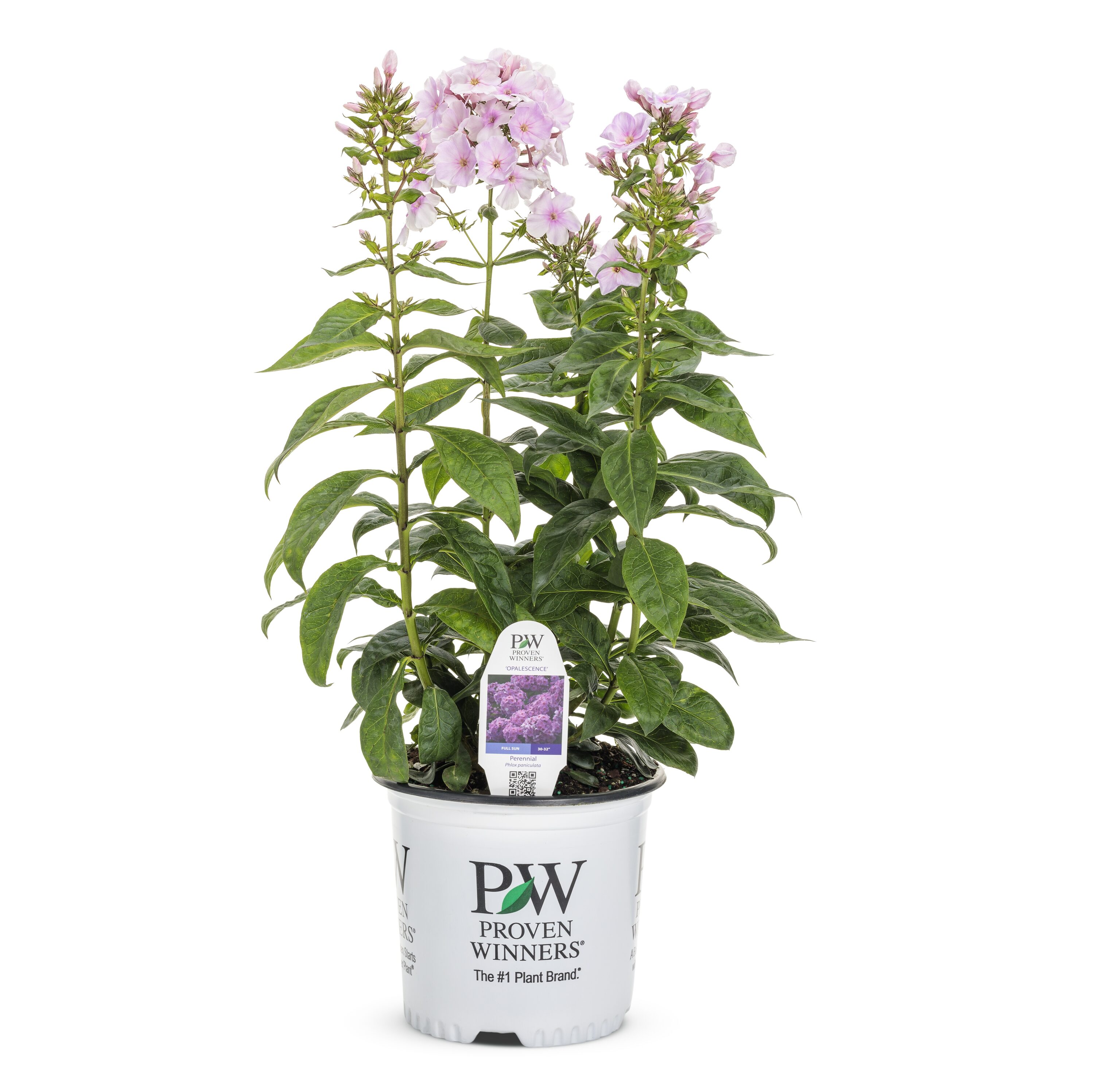 Proven Winners PHLPWP3006102 Pink Phlox Plant in 1-Gallon Pot
