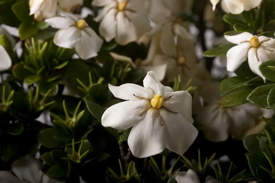 Southern Living Plant Collection 2102Q-2 shrubs - View #5