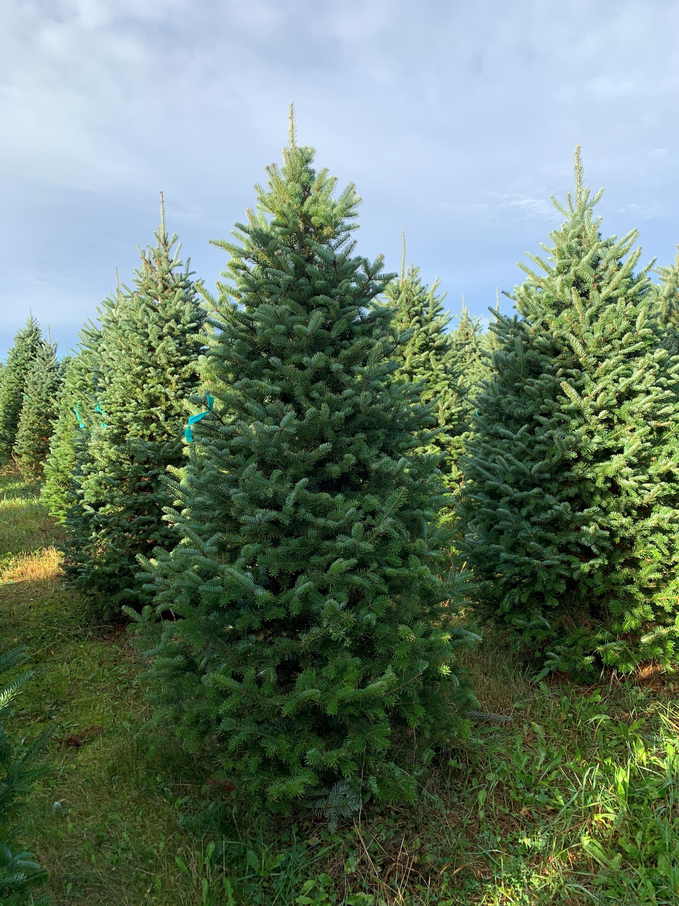 6ft x 4ft Balsam Fir Full Real Christmas Tree in the Fresh Christmas