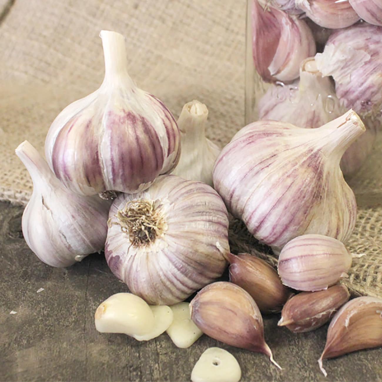 Van Zyverden 88044 Cultivated garlic Plant in Bulb