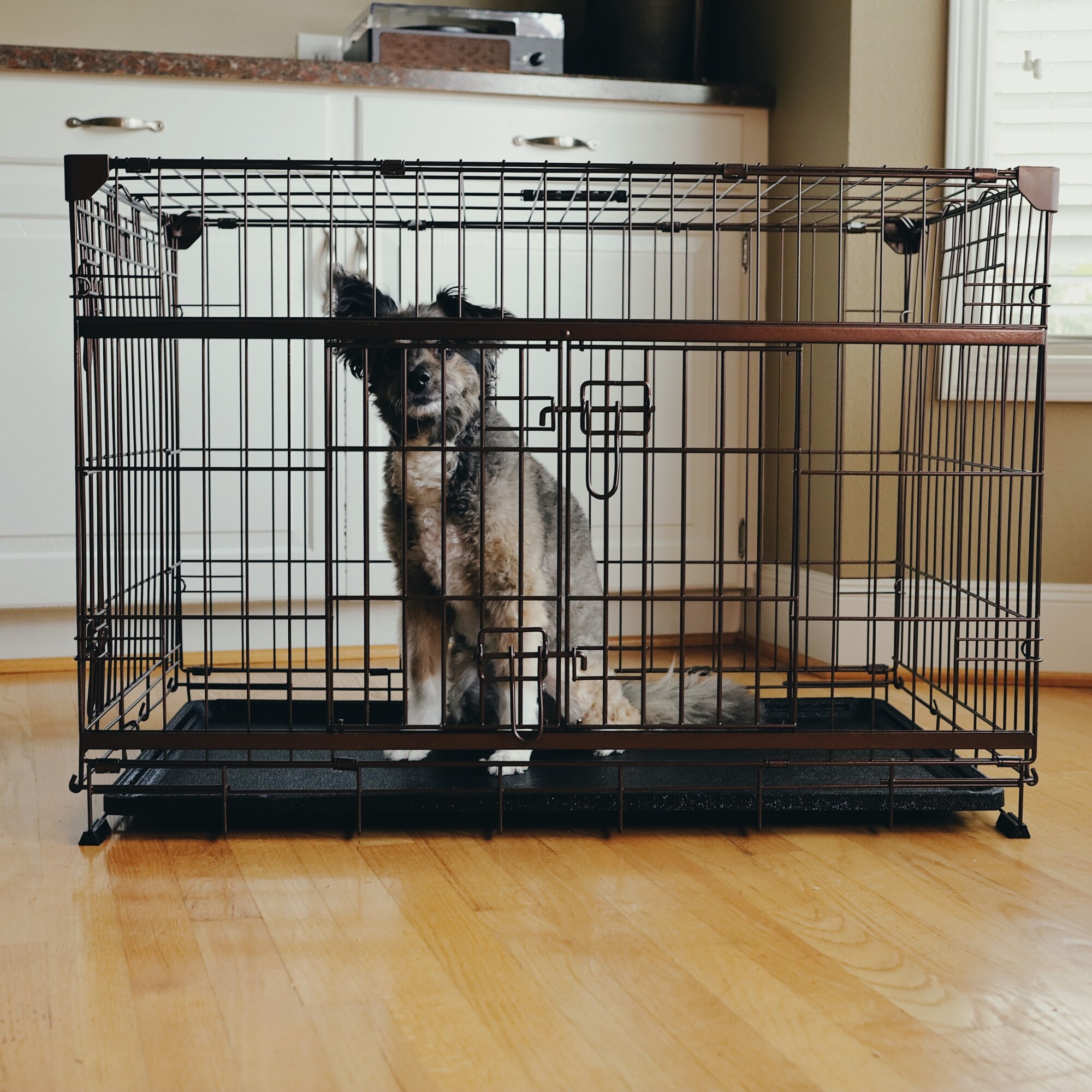 Lucky Dog ZW51536-UR1510 Pet-Crates-Carriers - View #11