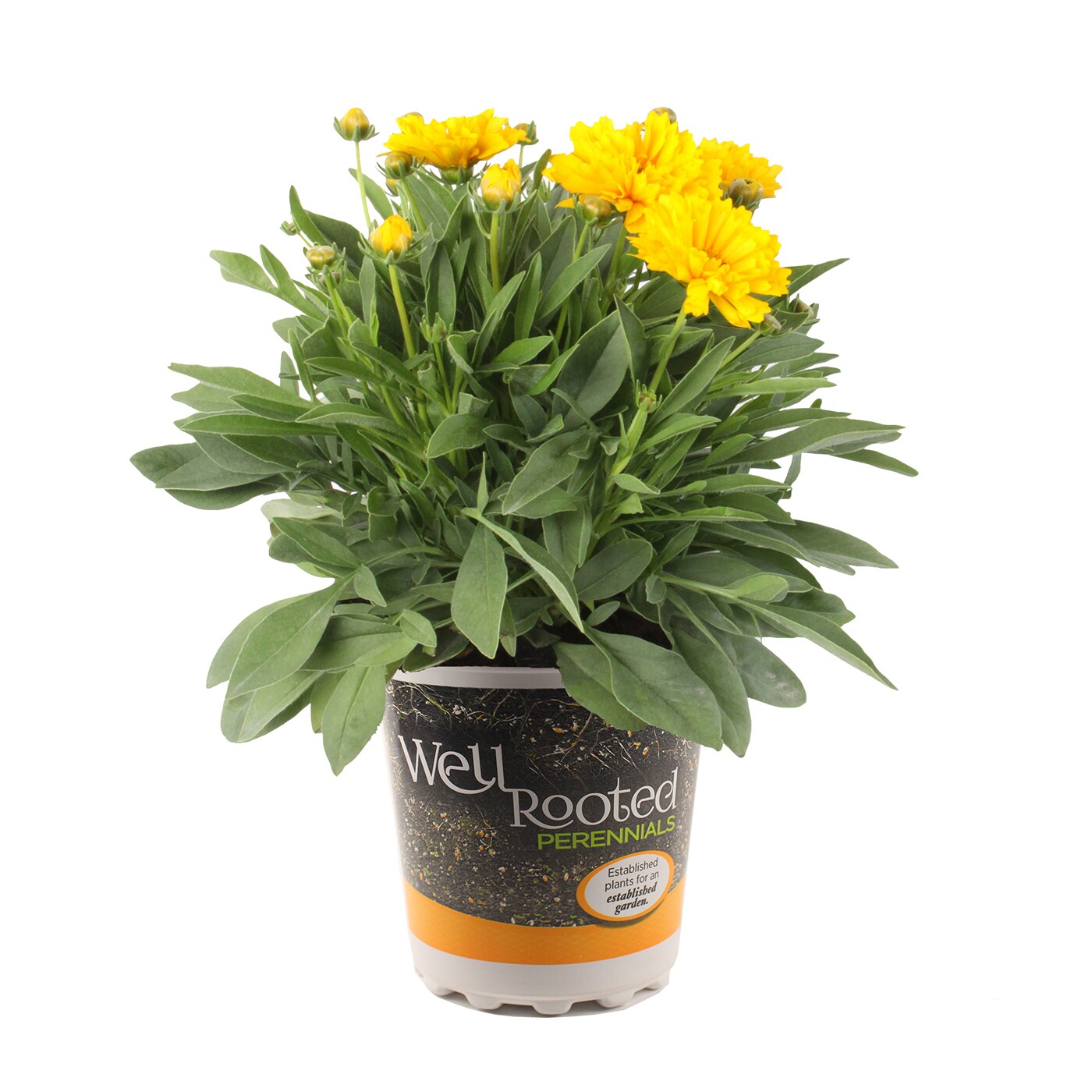 Lowe's NURSERY Multicolor Coreopsis in 2.5-Quart Pot