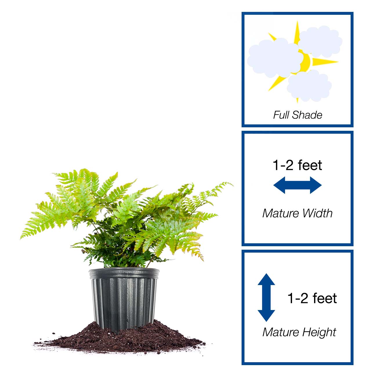 Perfect Plants LOAUTUMNFERN1G perennials - View #2