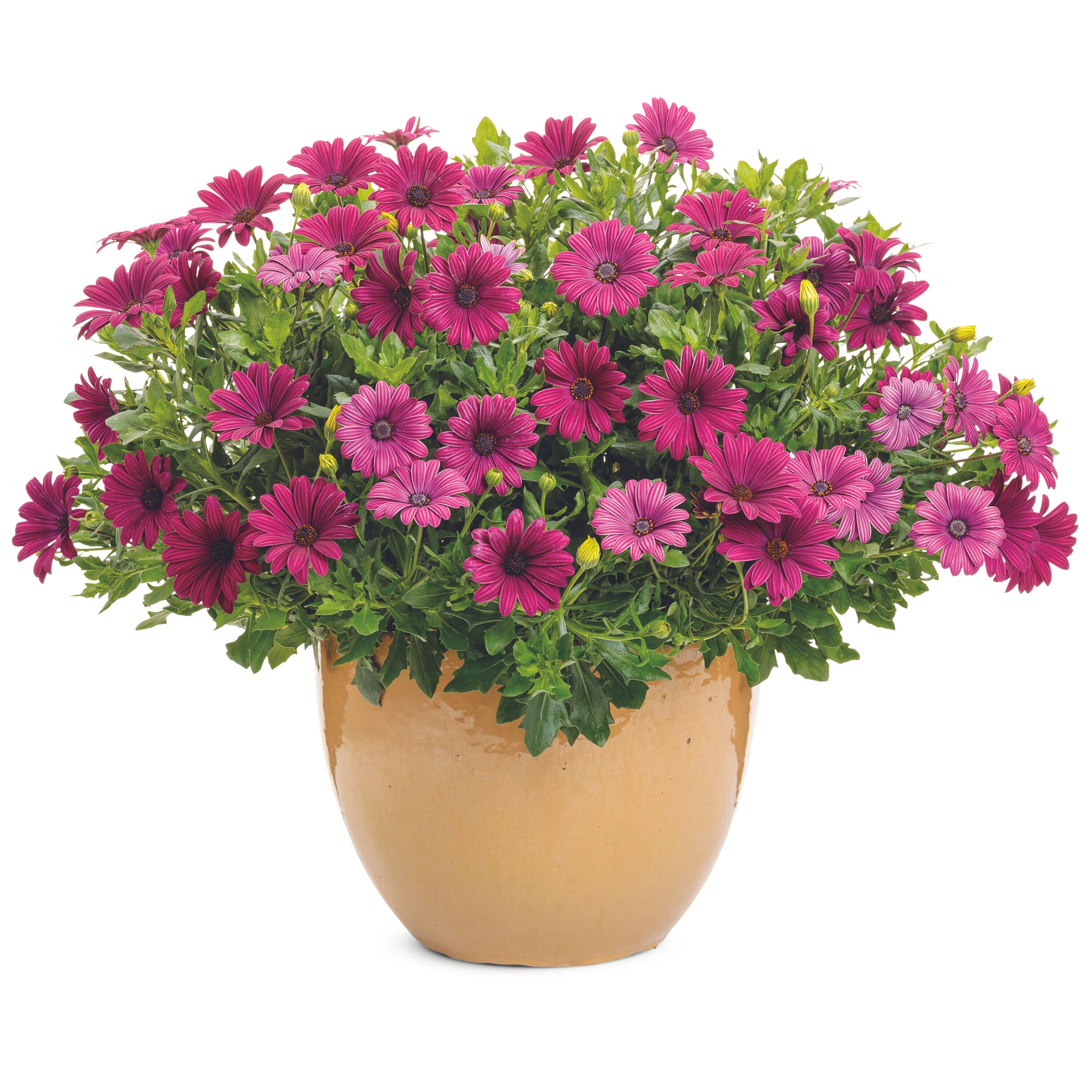 Proven Winners OSTPRW2557504 annuals - View #5