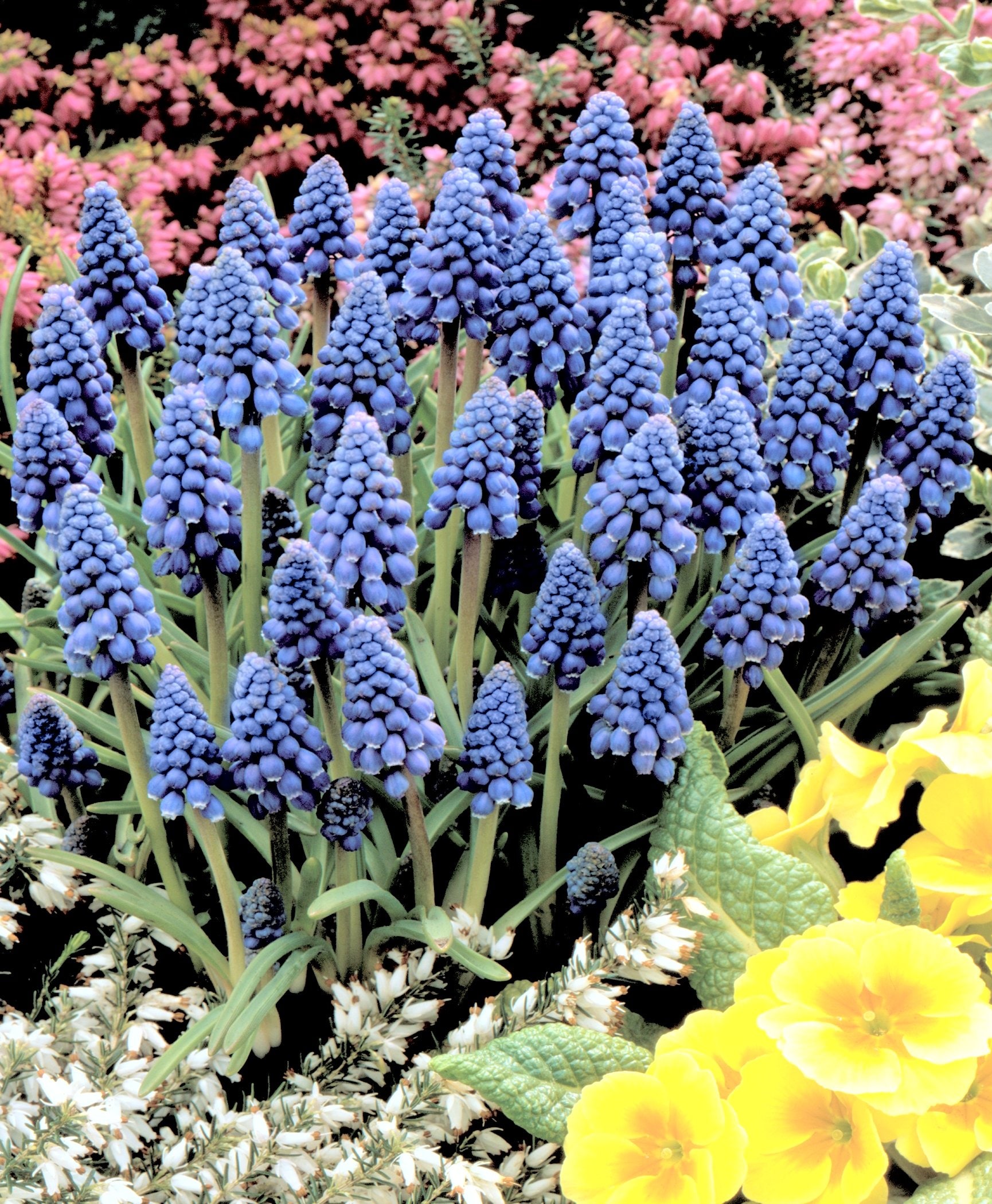 National Plant Network LW7539 Plant-Bulbs - View #3