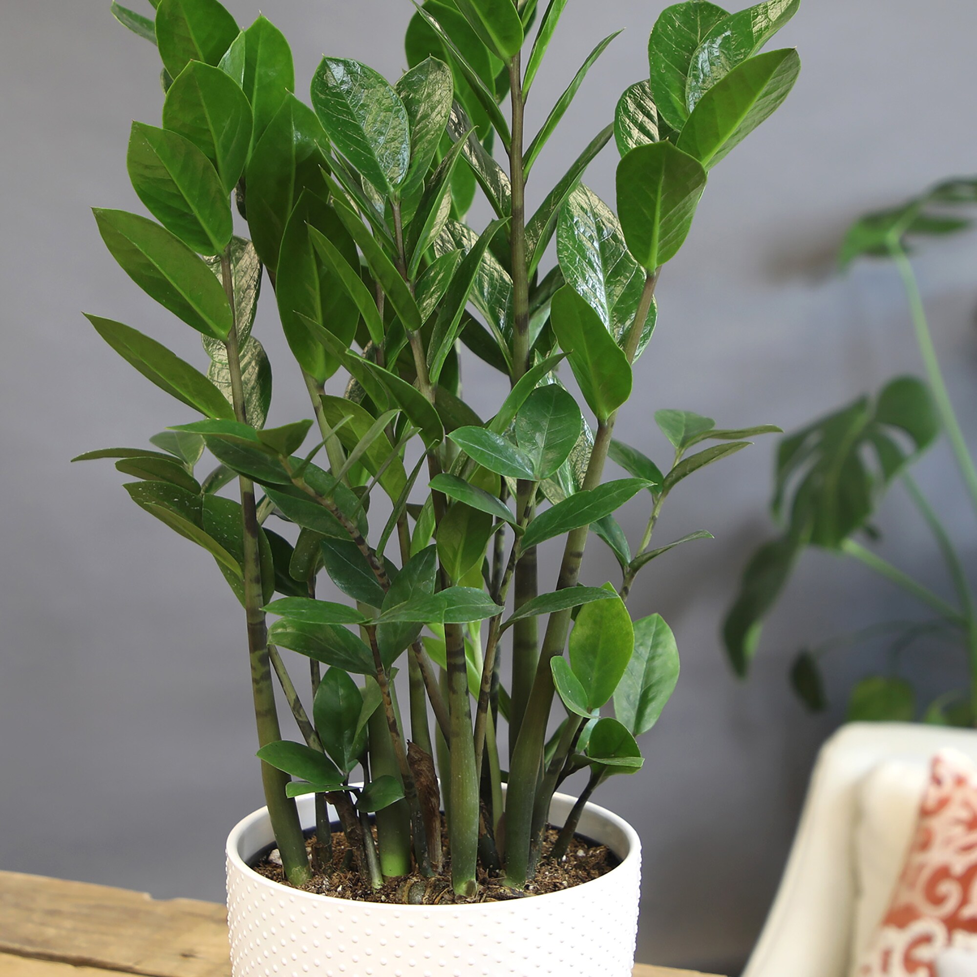Altman Plants 0873095 hseplants - View #4