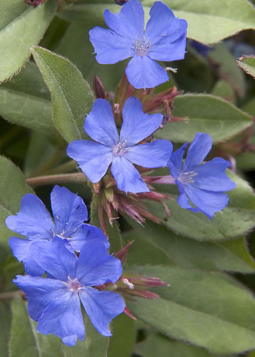 Monrovia 023481 Blue Dwarf Plumbago Plant in 2.6 -Quart Pot