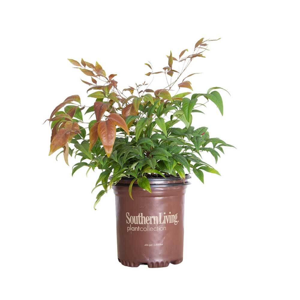 Southern Living Plant Collection 2.5 -Quart Blush Pink Nandina Foundation/Hedge Shrub 1 -Pack