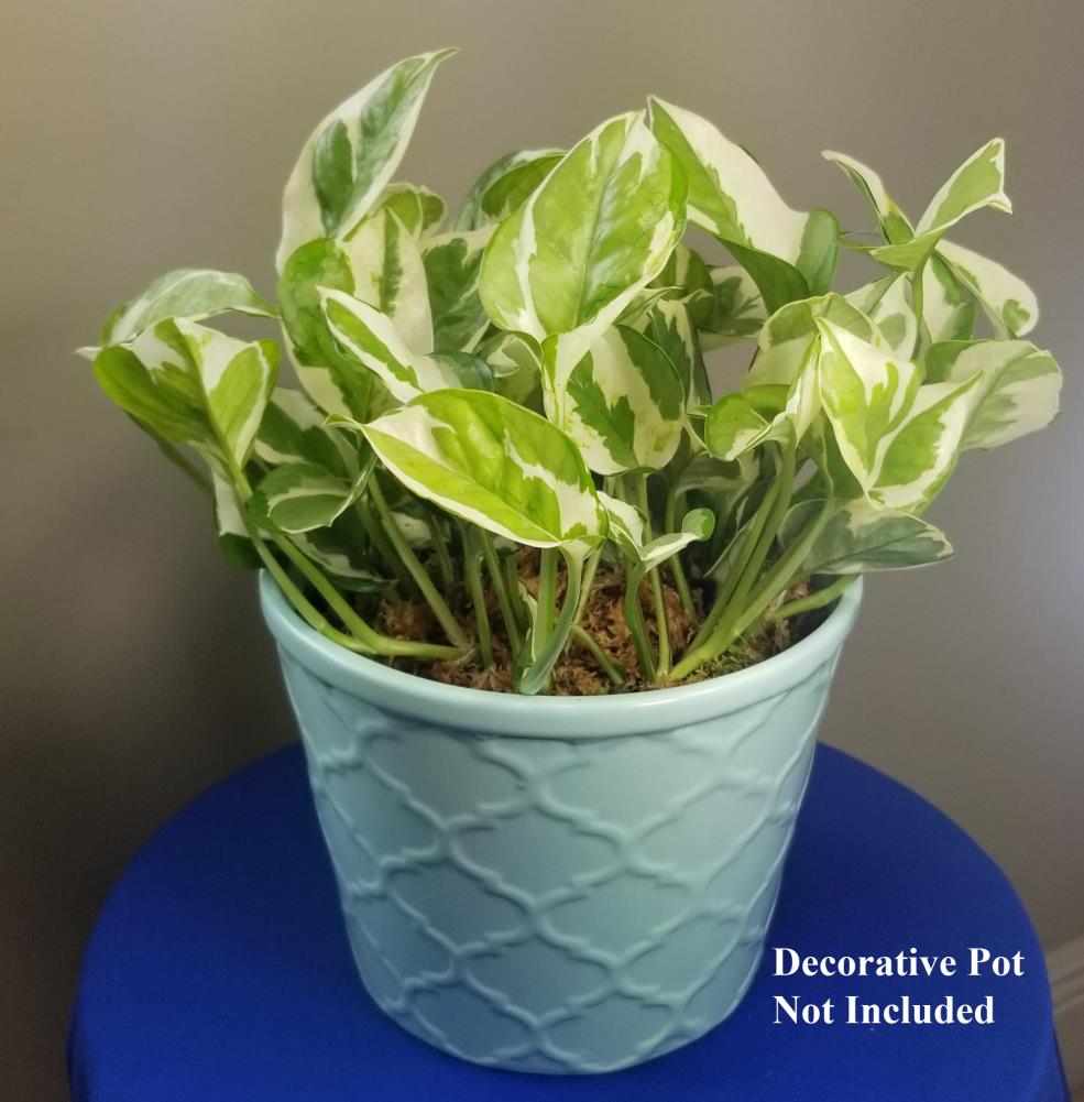 Jade Pothos With Scandinavian Pot Small 8 in tall, potted plant